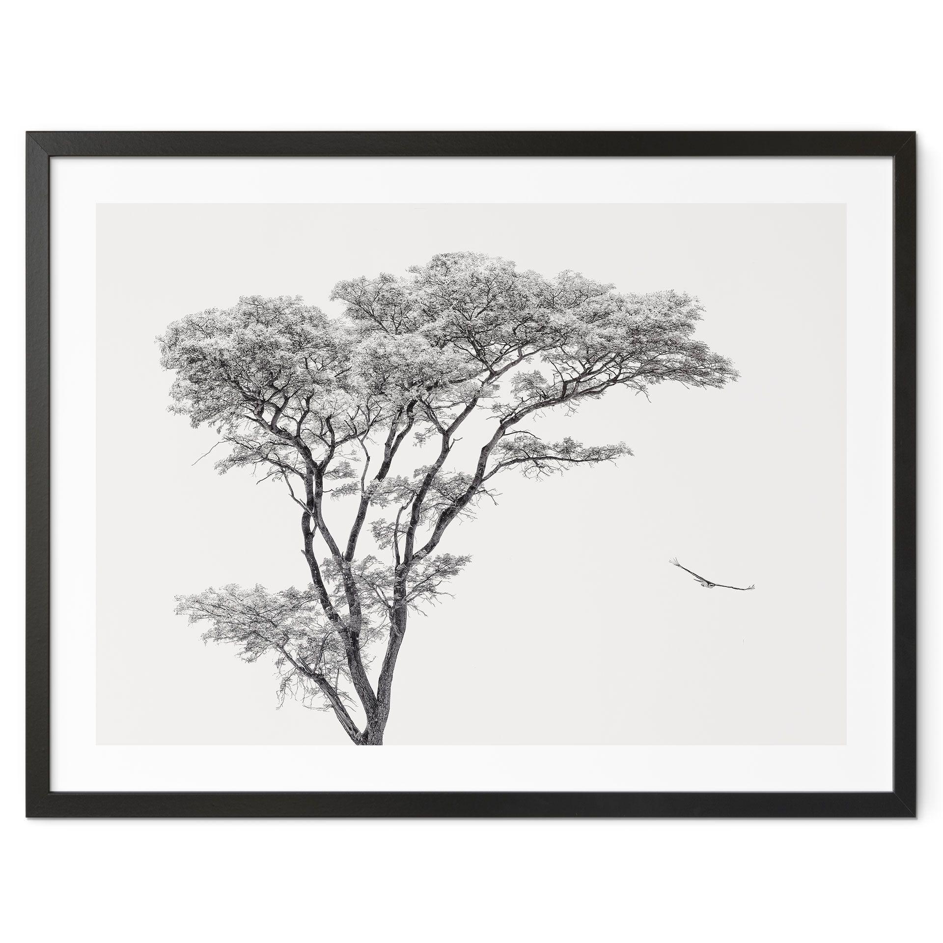 Póster Árbol minimalista en un paisaje tranquilo - Flour
