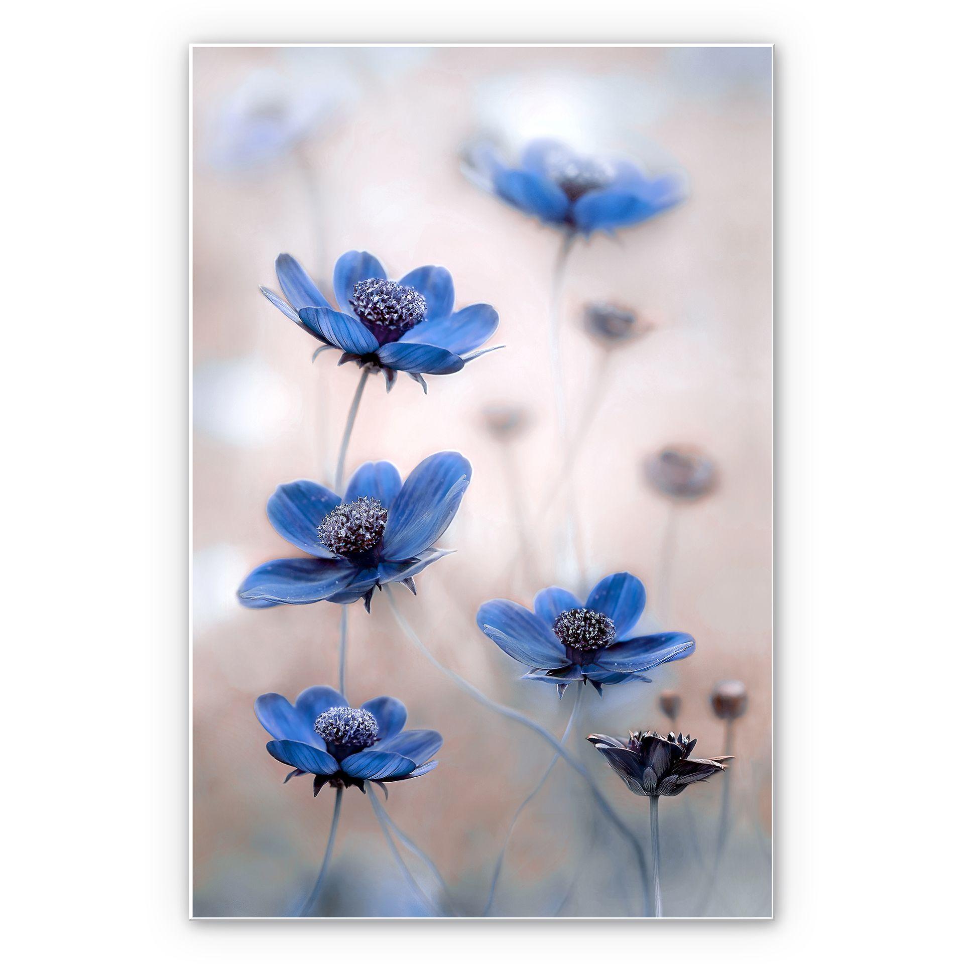 Wanddecoratie Disher - Blue Cosmos