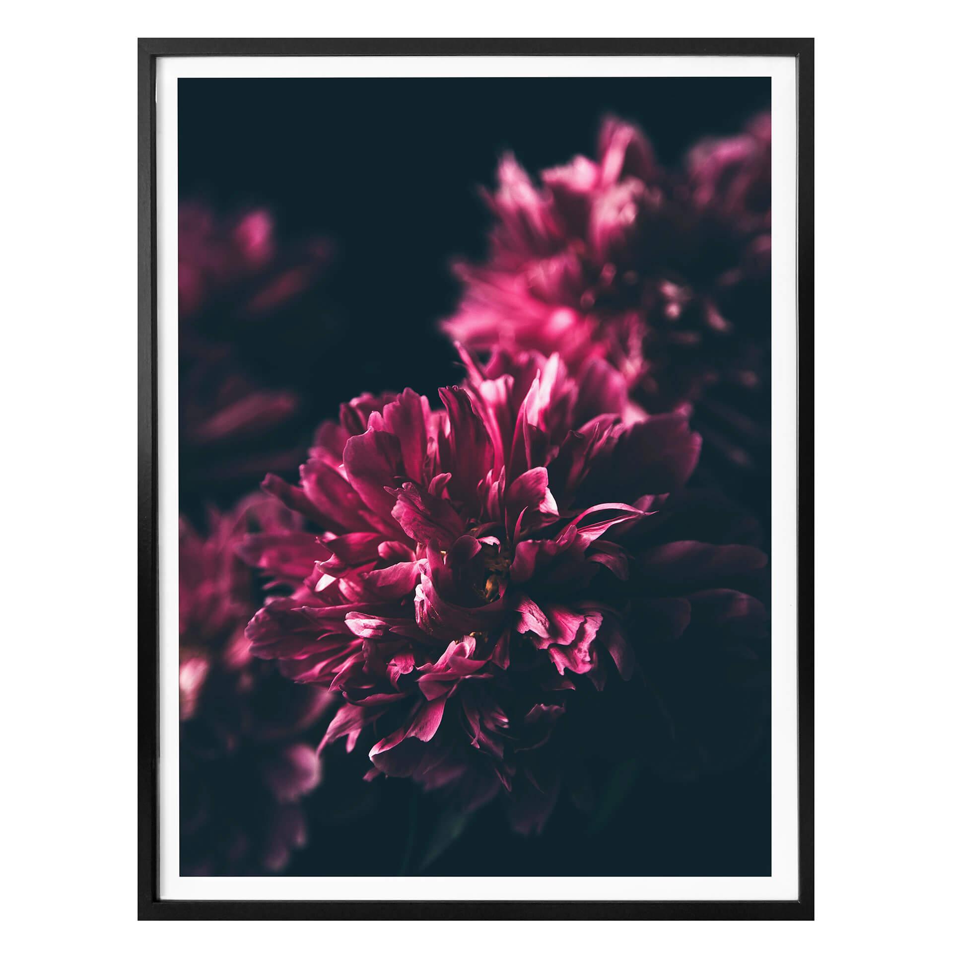 Póster Sueño Flor Rosa 01
