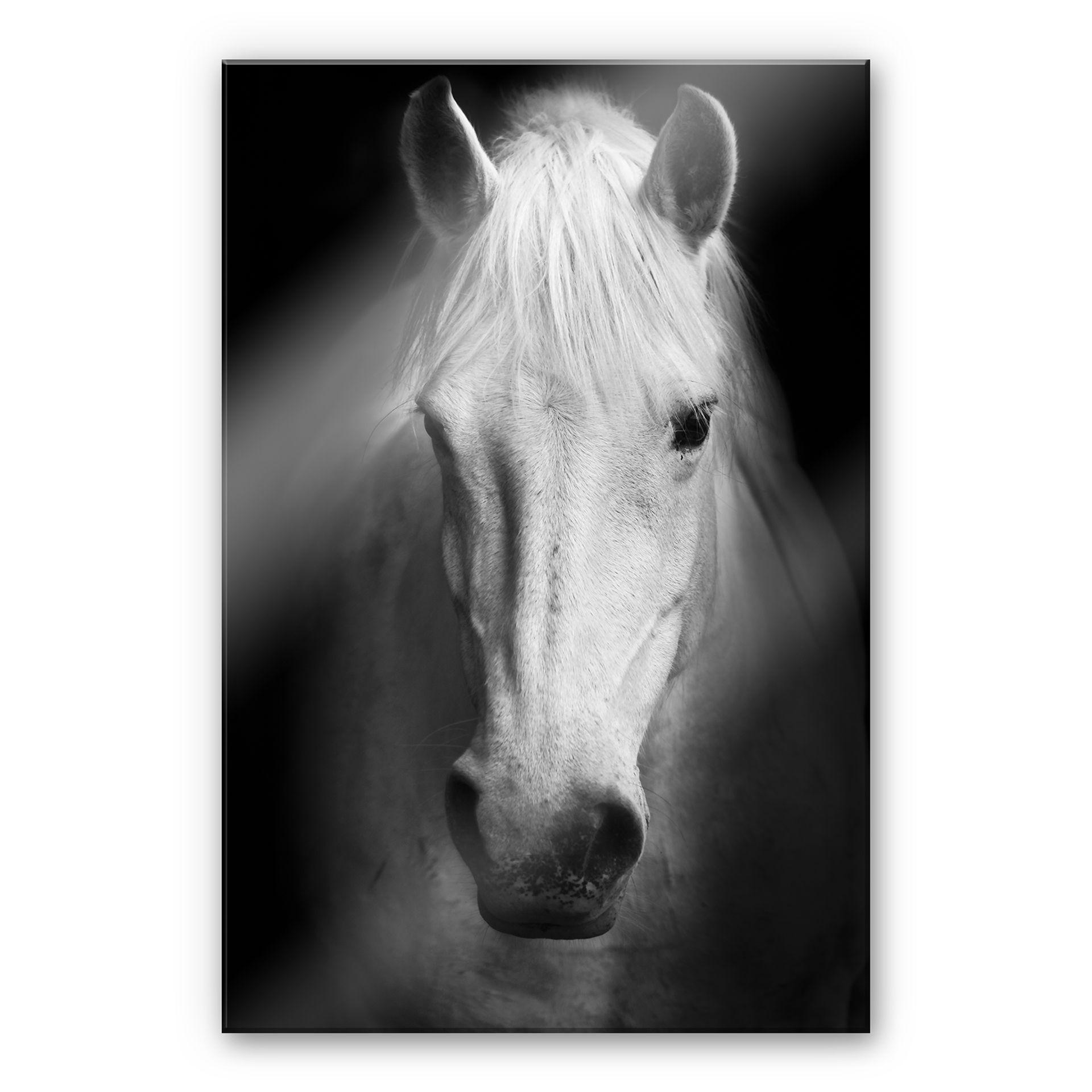 Akrylbillede Hvid hest