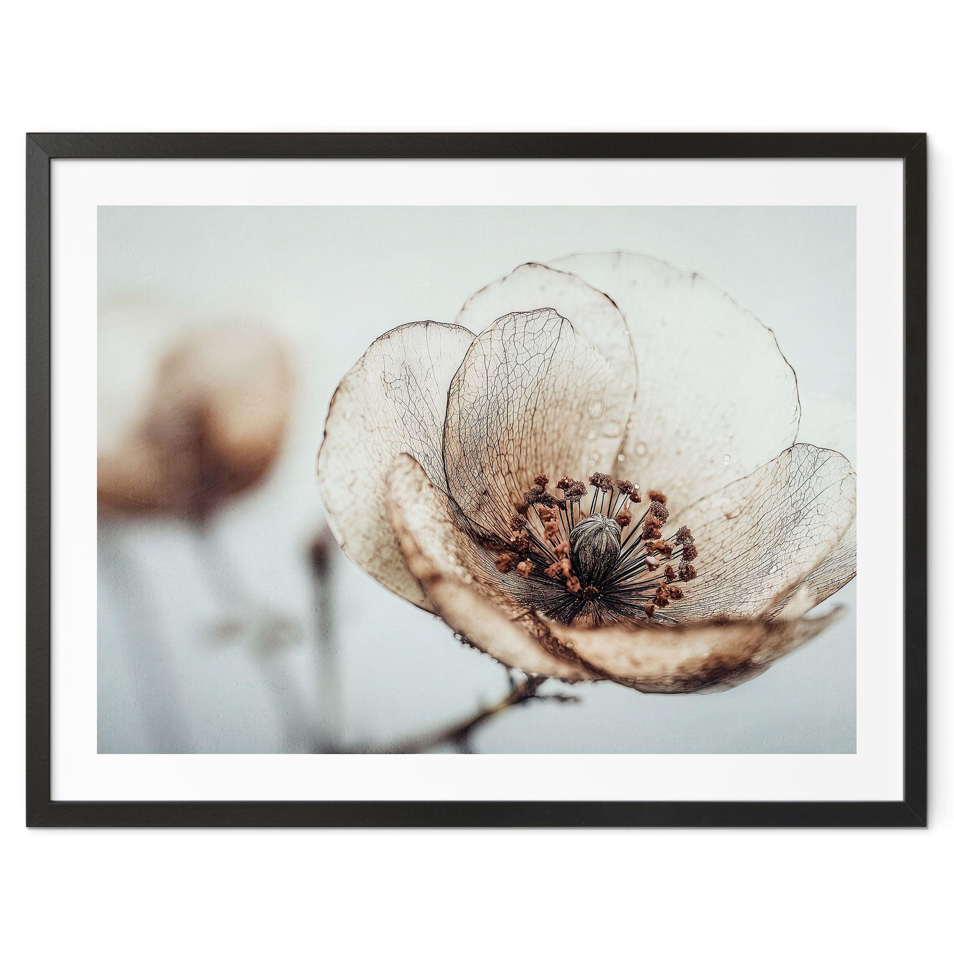 Póster Flores Flor Seca Beige Naturaleza Poesía - Treechild