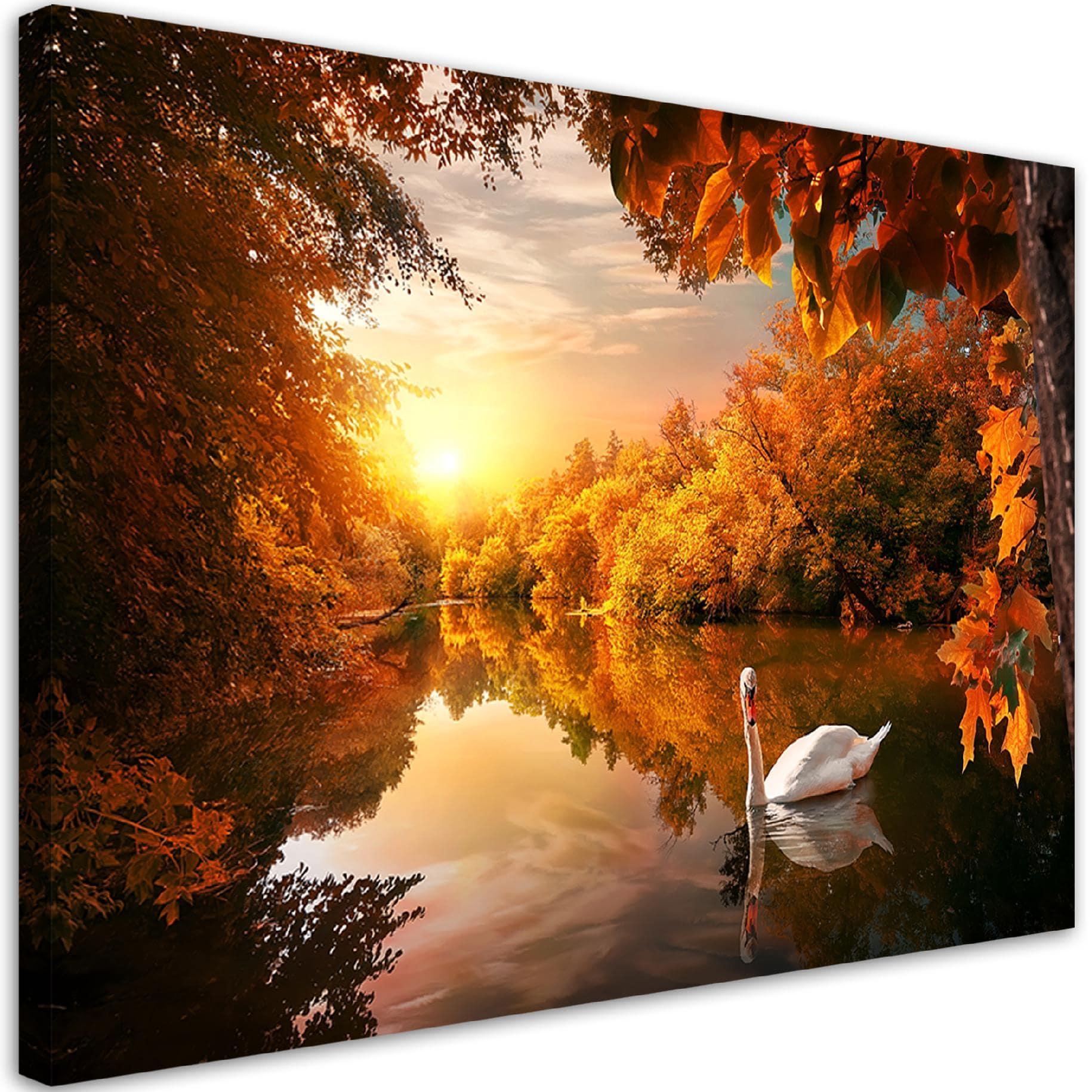 Canvasbillede, Svane på en dam efterår