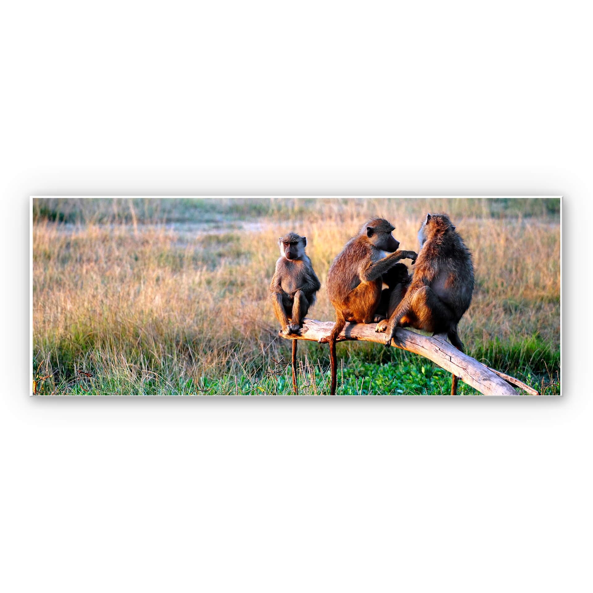 Tableau Forex - Groupe de singes - Panorama