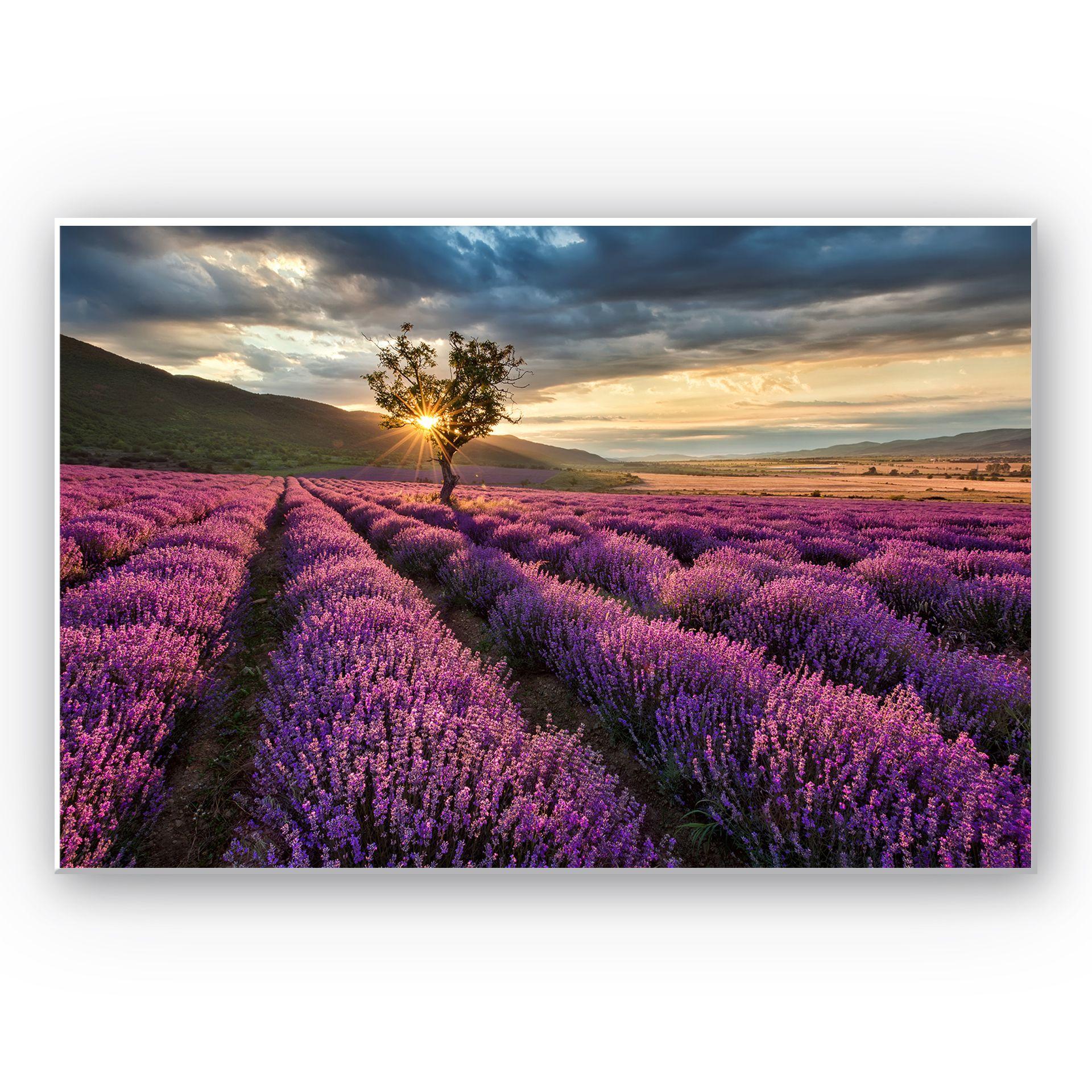 Tableau Forex - Champ de lavande en Provence