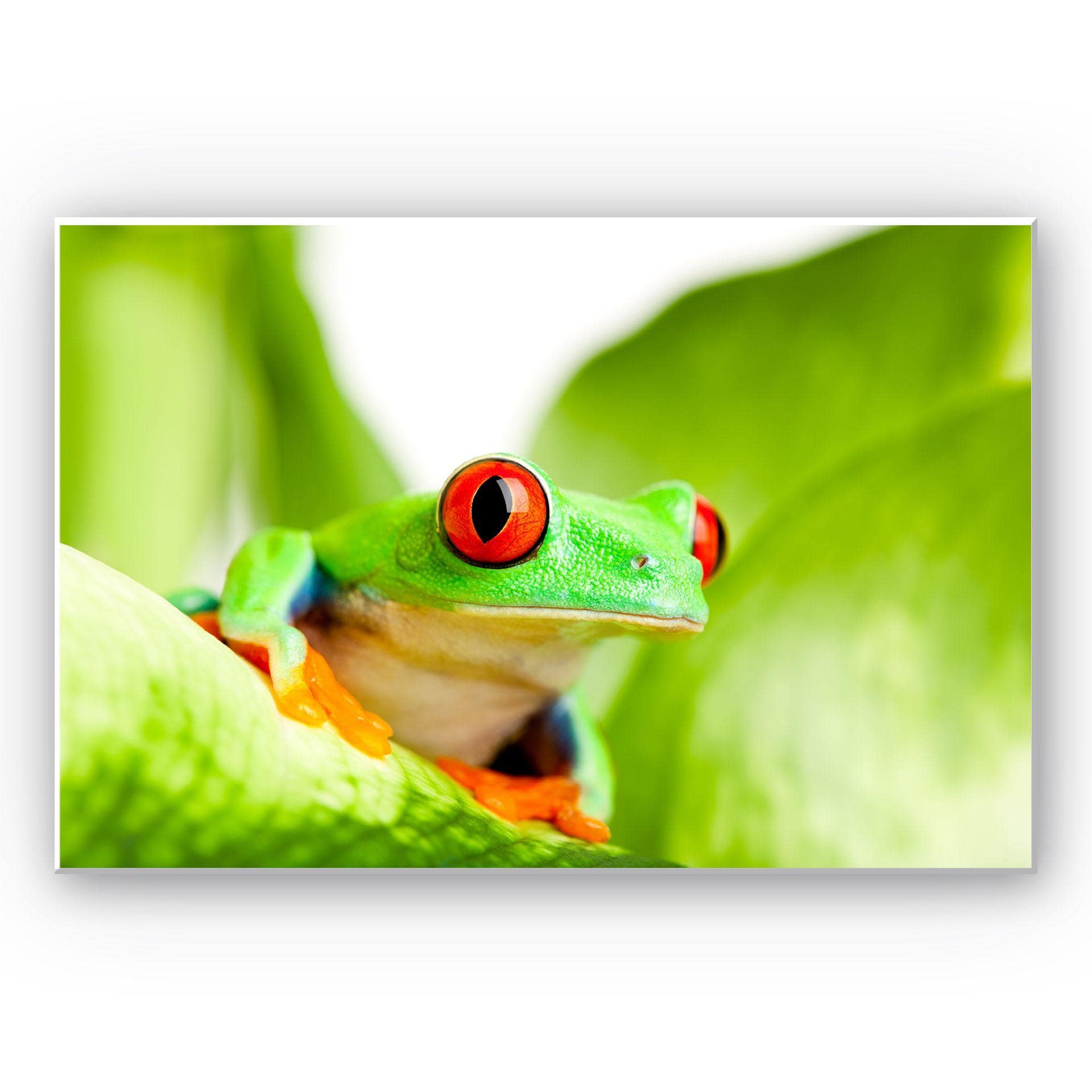 Tableau Forex - Grenouille vert vif