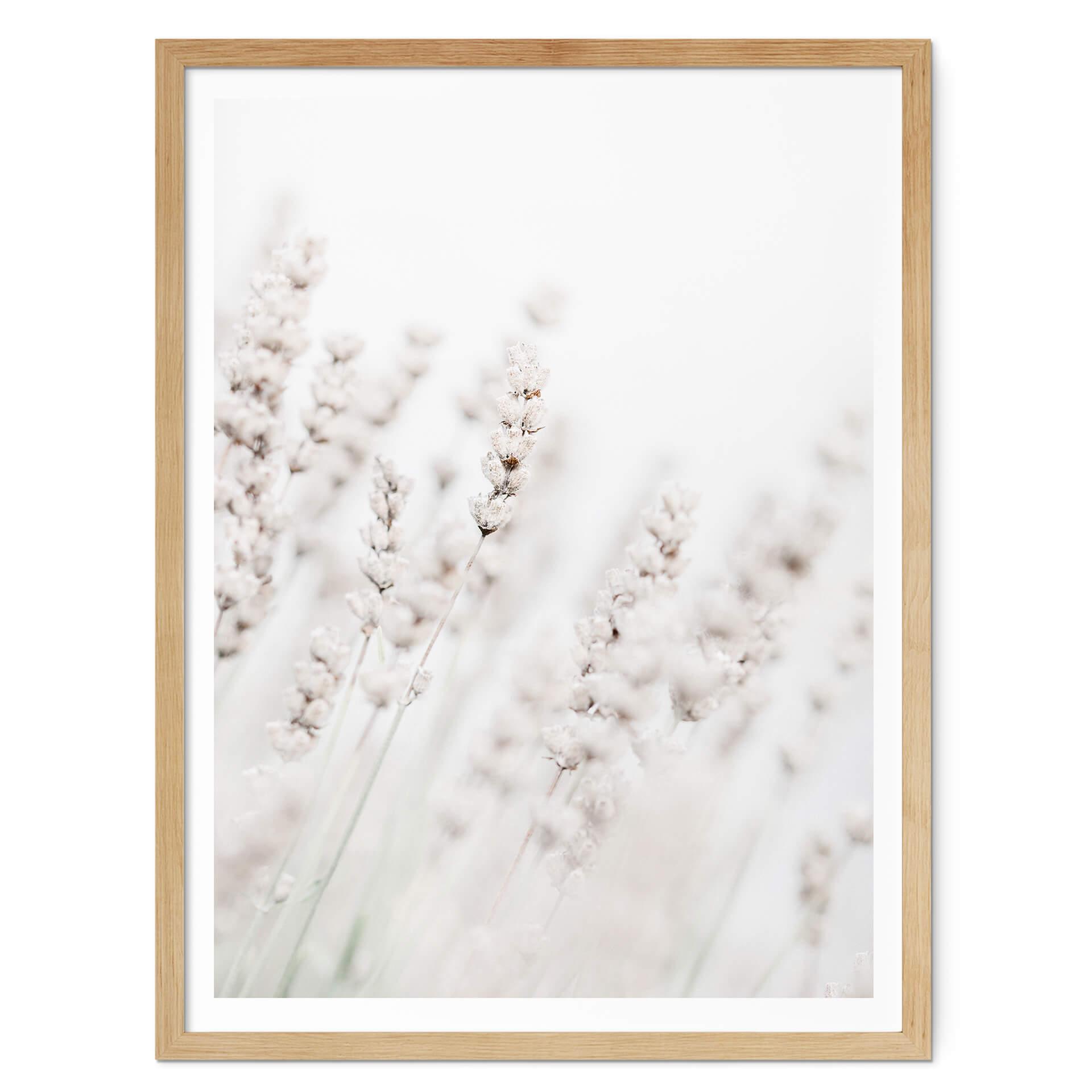 Póster 1X Studio - Hierbas finas