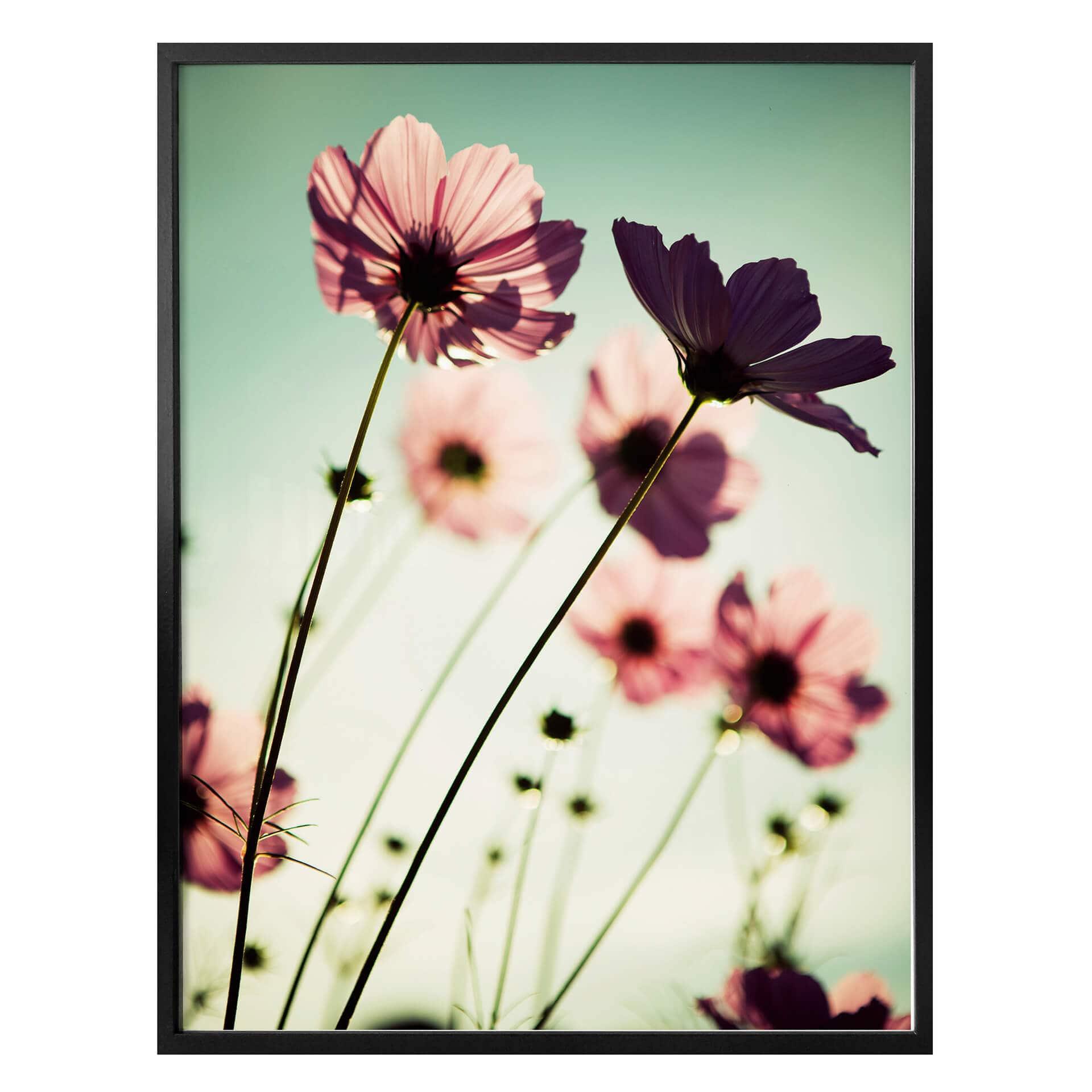 Poster - Cosmos roses