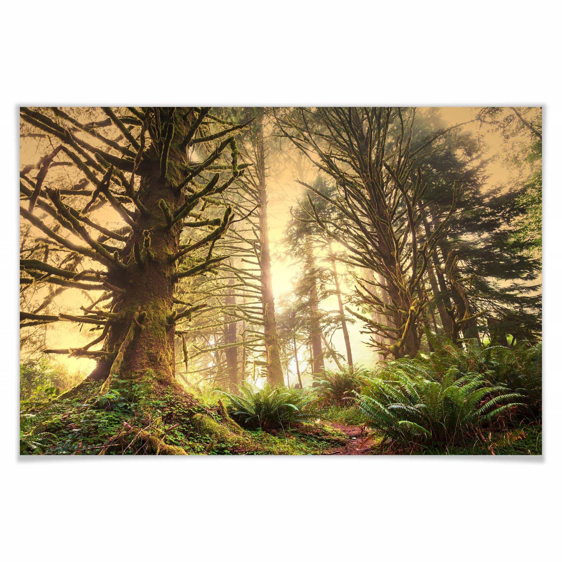 Poster - Forêt enchantée