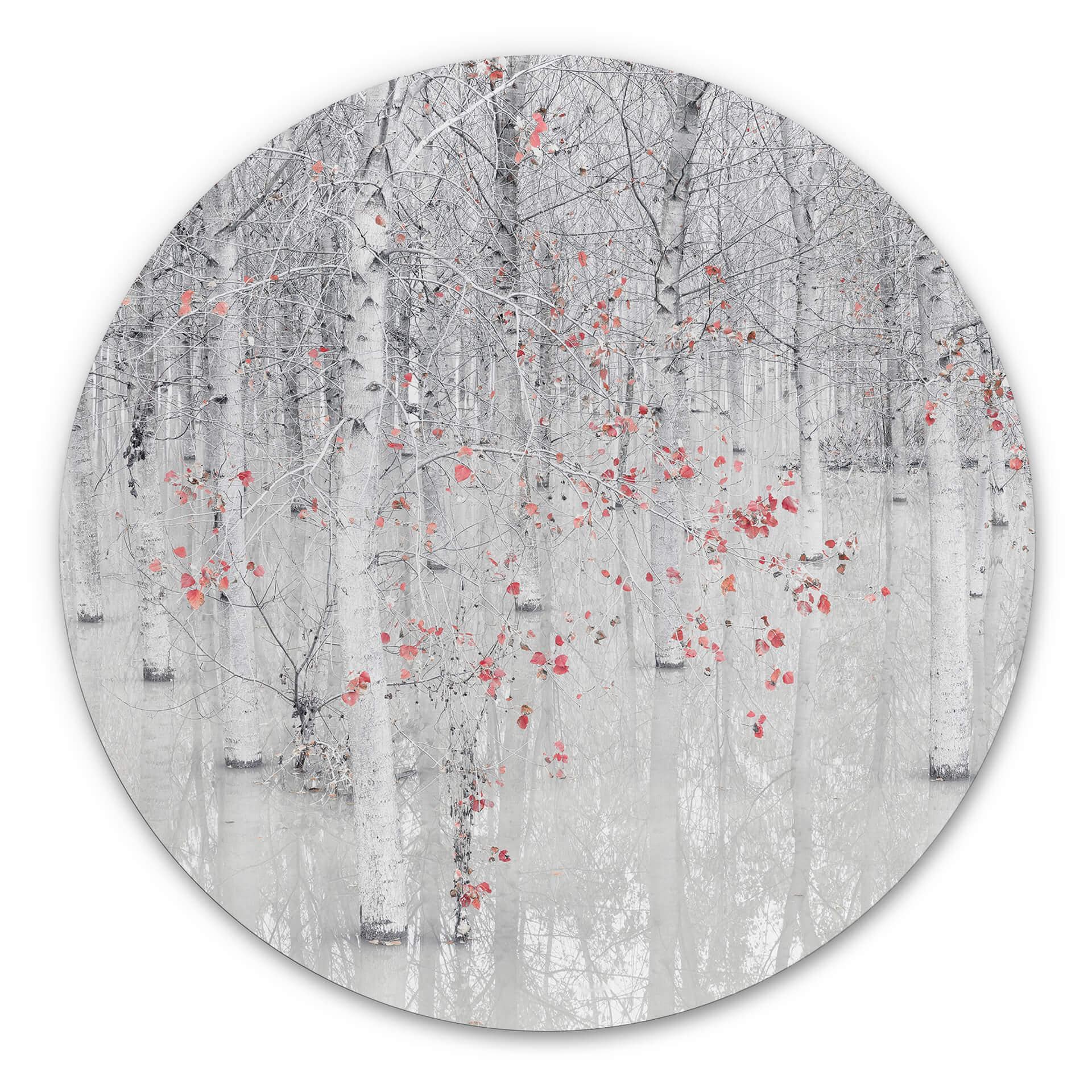 Tableau sur alu-Dibond rond Carozzi - Forêt de bouleaux blancs aux feuilles rouges