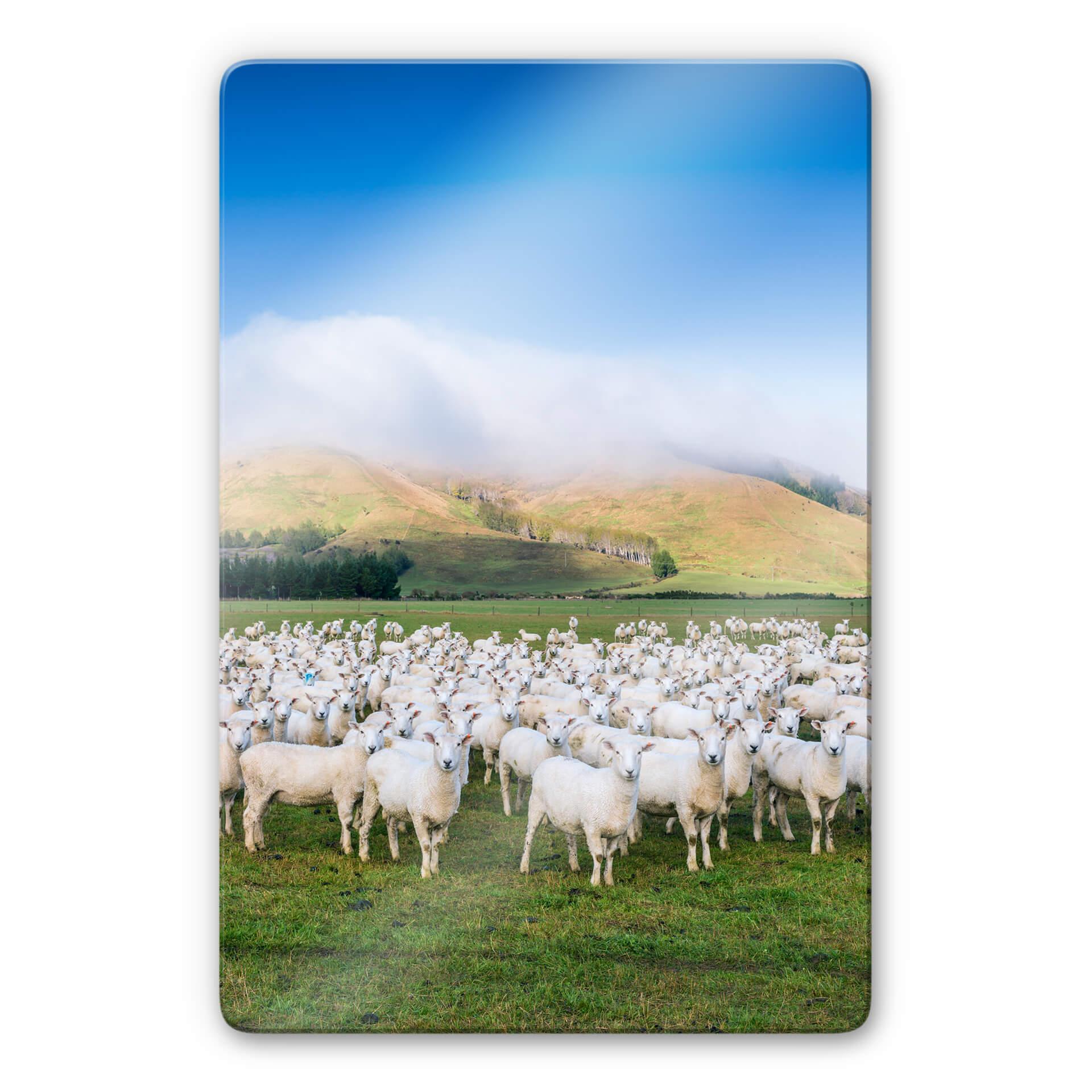 Glasschilderij Colombo - Schapen in Nieuw Zeeland