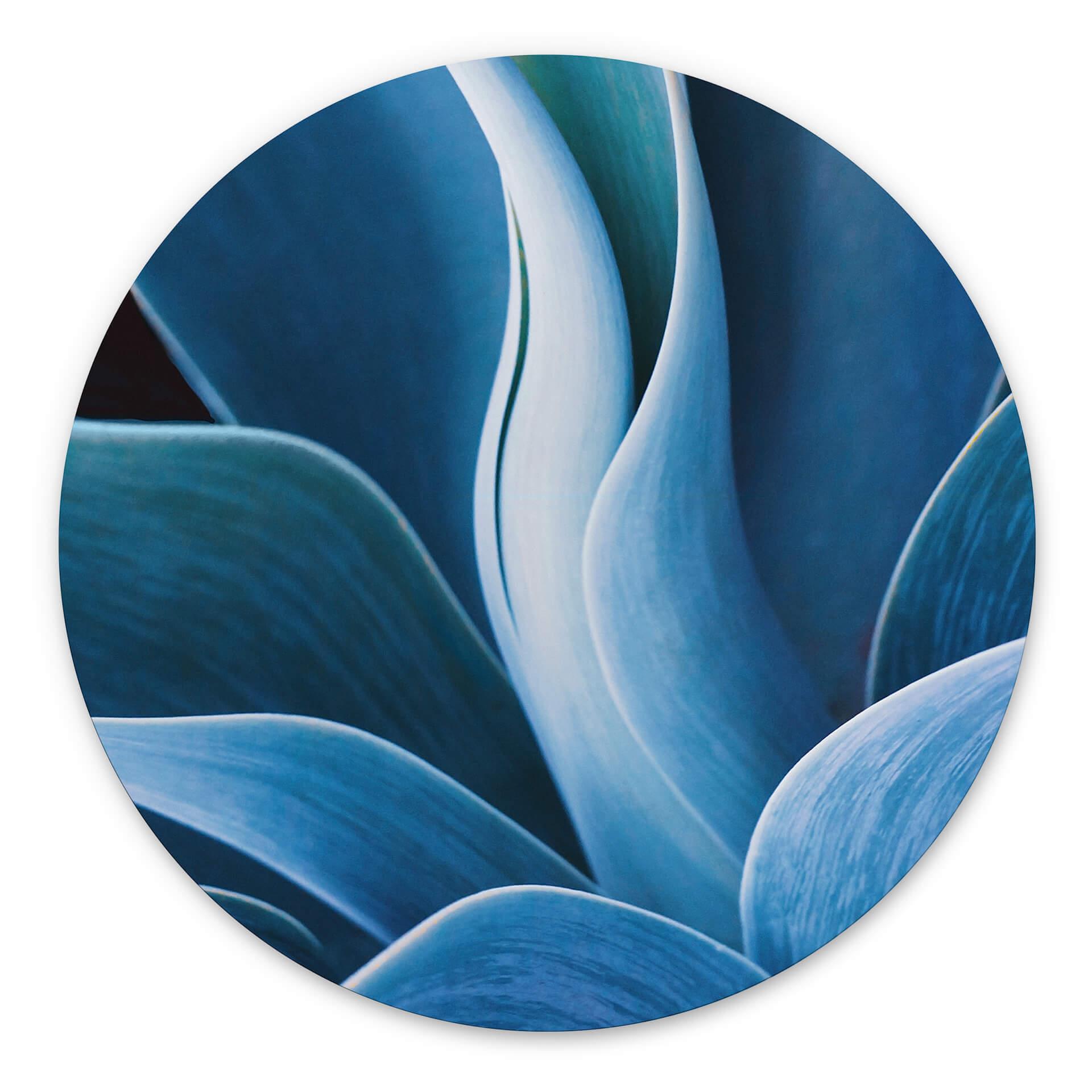 Tableau sur alu-Dibond rond Wechsler - Plantes d'agave 