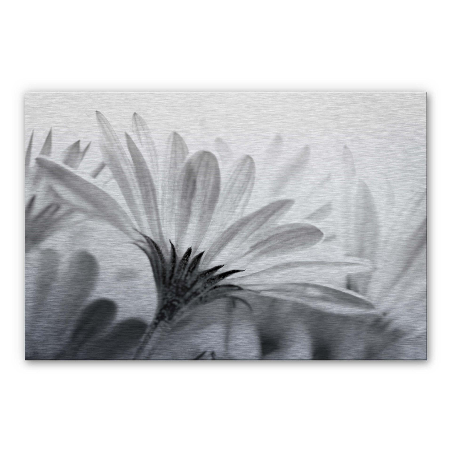 Detaljeret marguerit - aluminiums print – print på aluminium (Alu-Dibond)