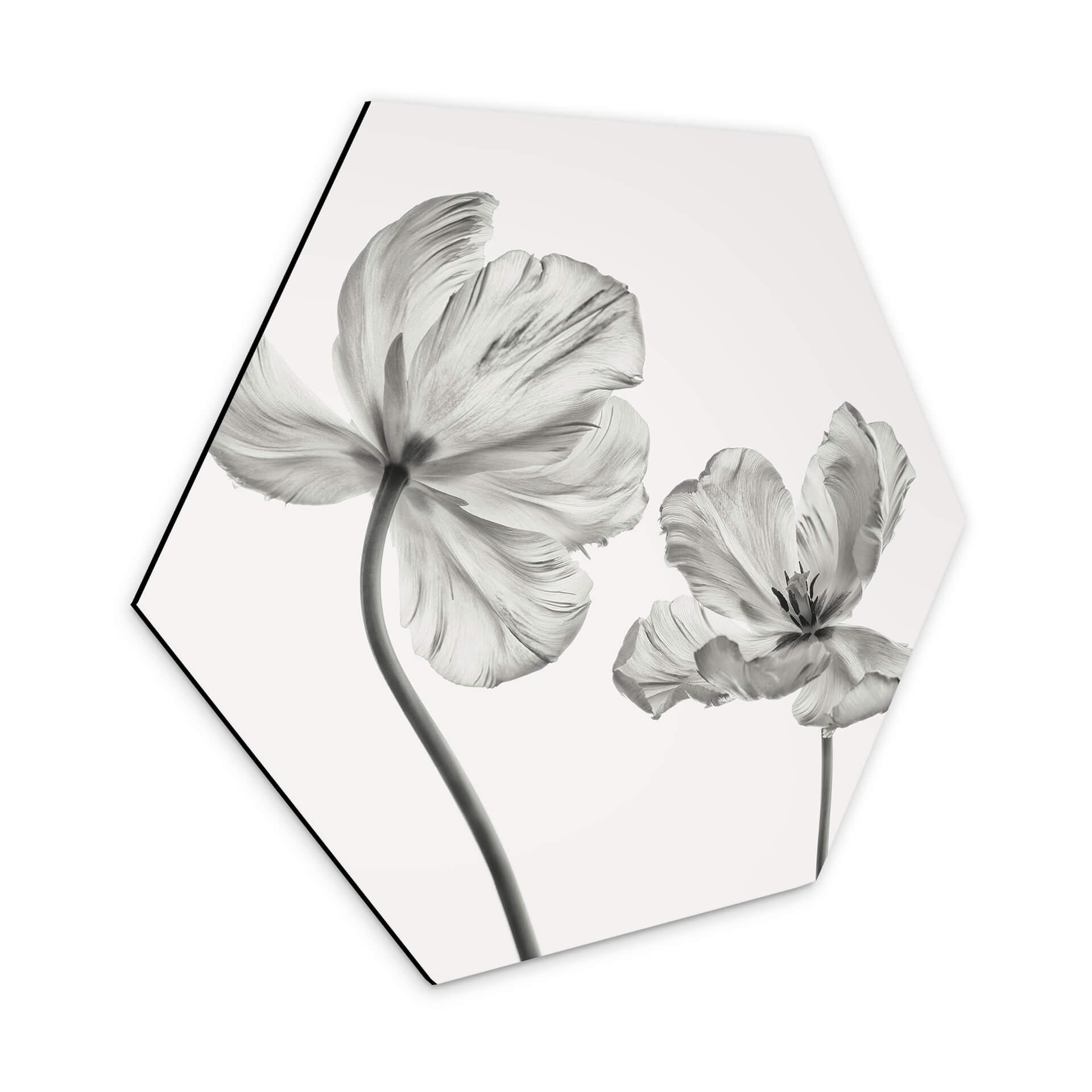Hexagon Dibond Grønkjær - Tulpen