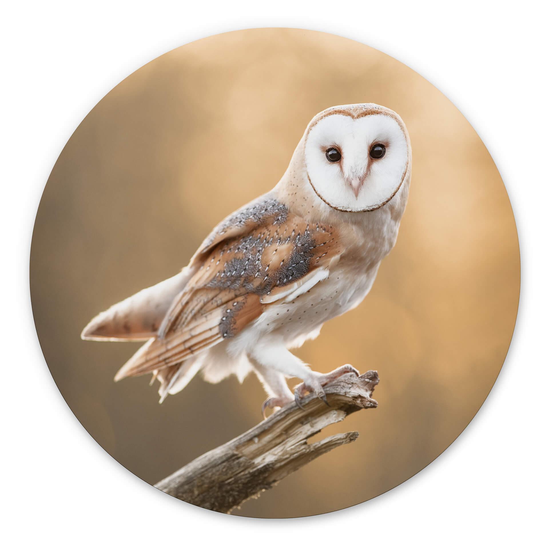 Tableau sur alu-Dibond rond van Duijn - Chouette effraie dans la lumière dorée