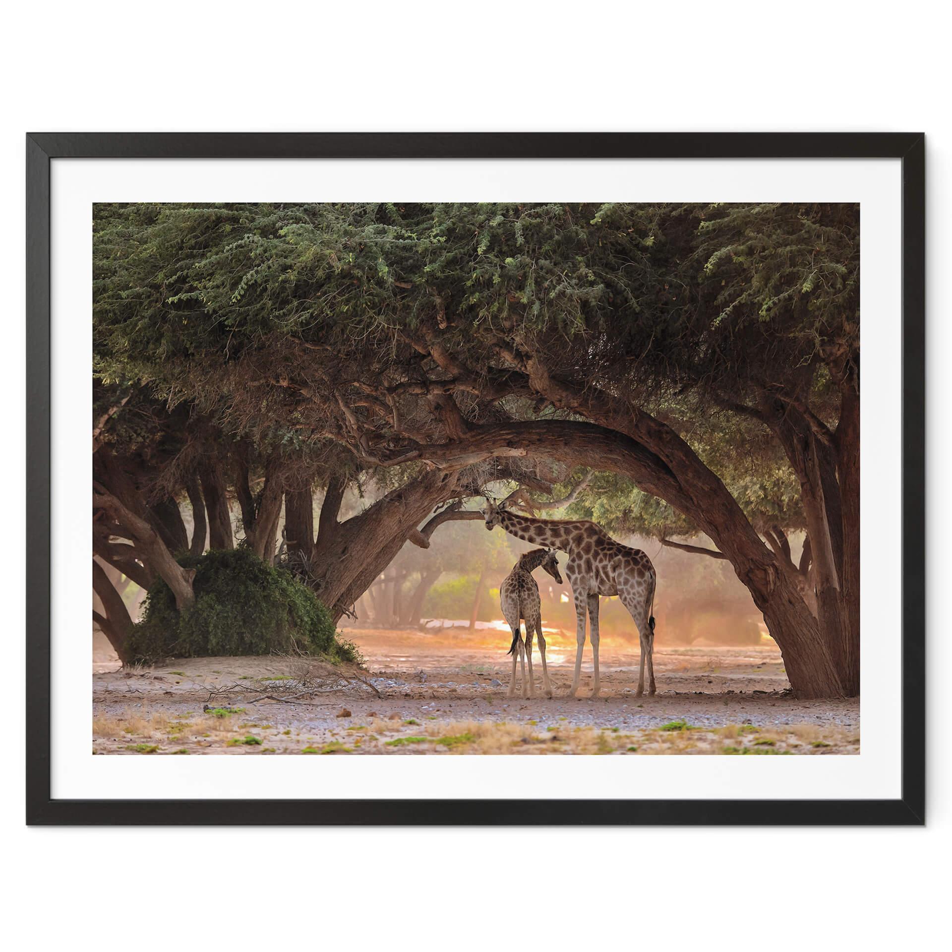 Póster D'Amico - Dos jirafas en la sabana de Namibia
