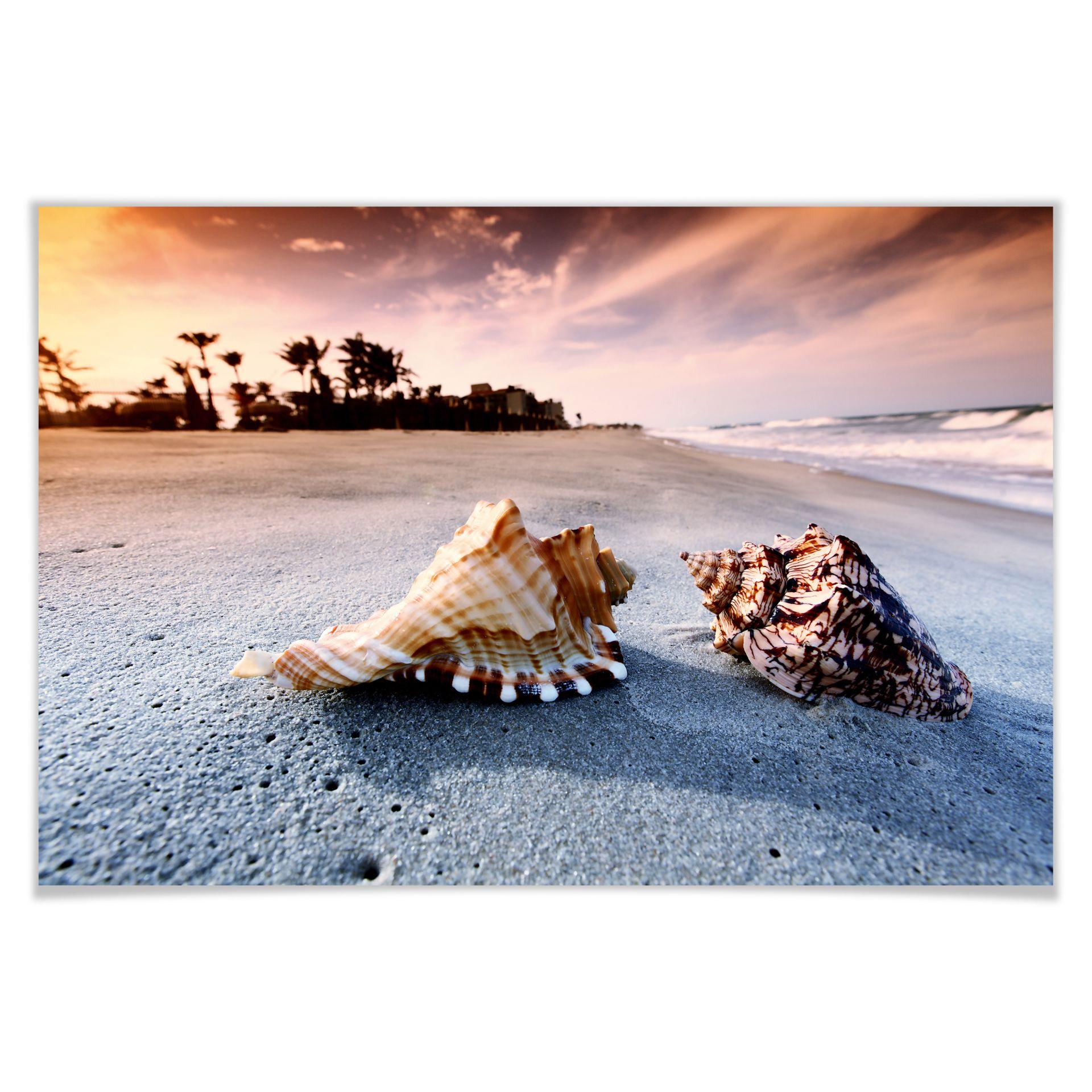 Poster - Coquillages