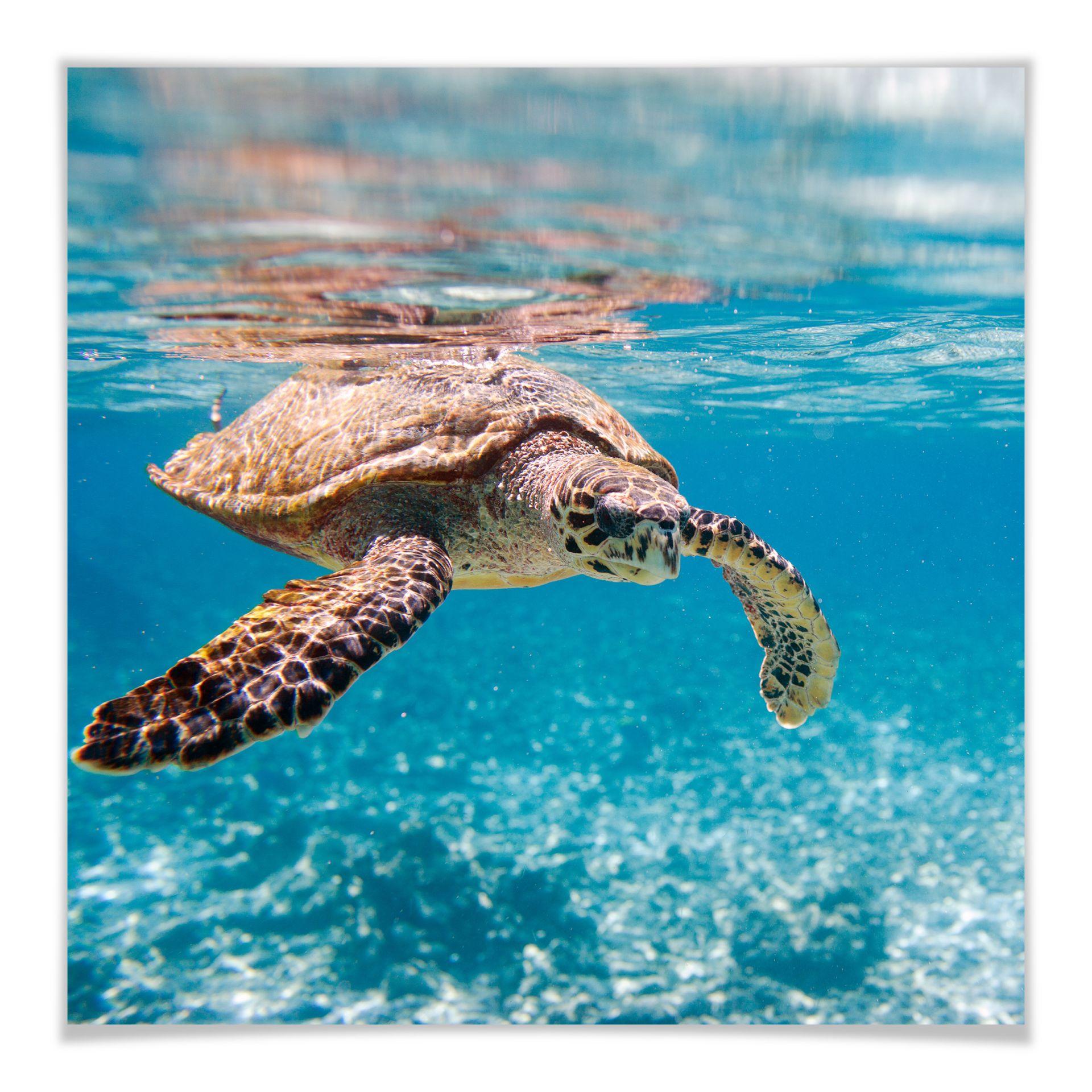 Póster tortuga viajera - cuadrado