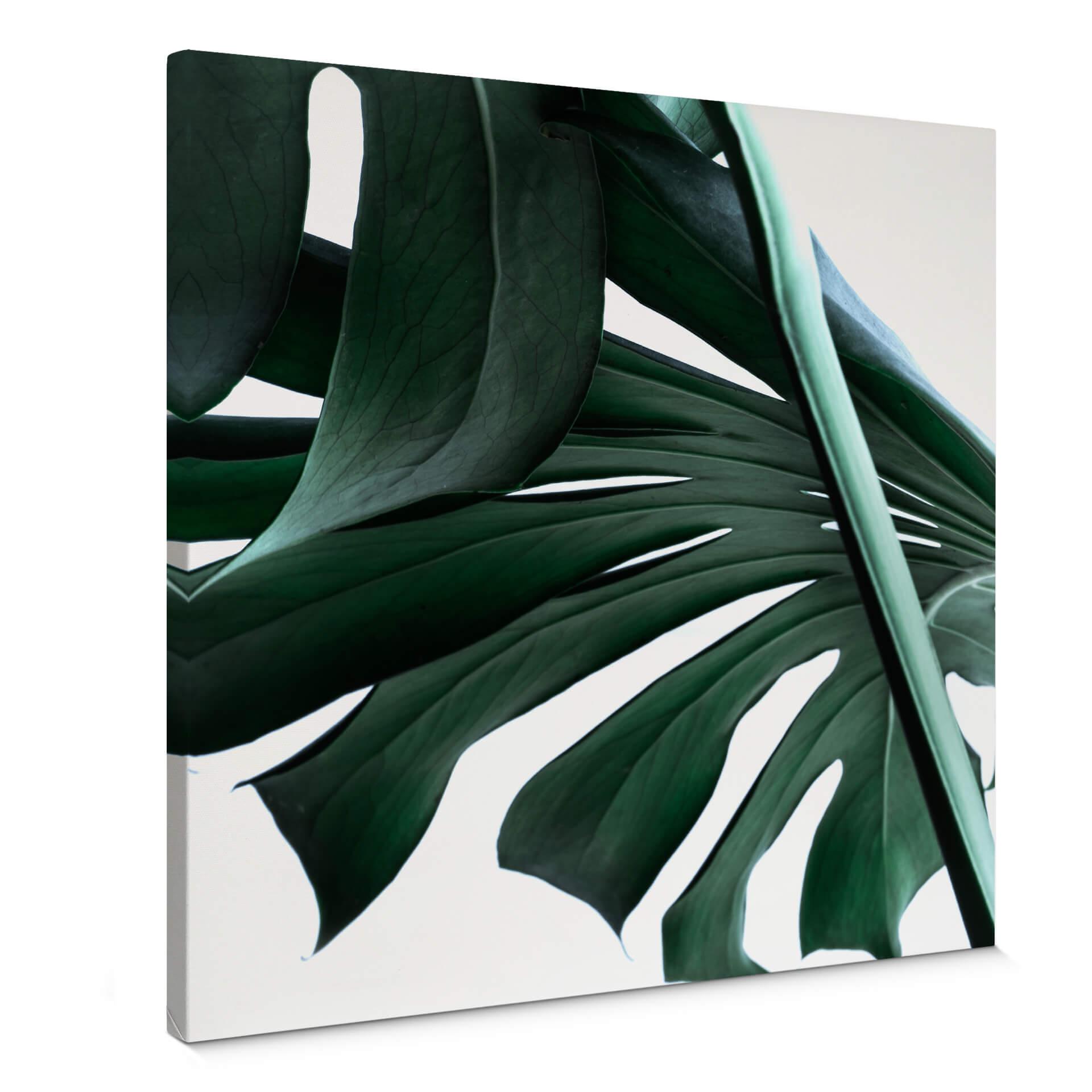 Lienzo Jungla Urbana 02 - Monstera Deliciosa - Cuadrado