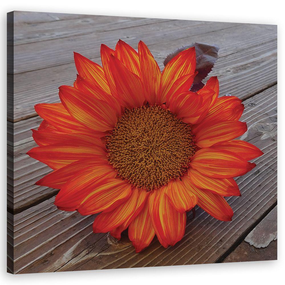Canvasbillede, orange solsikke