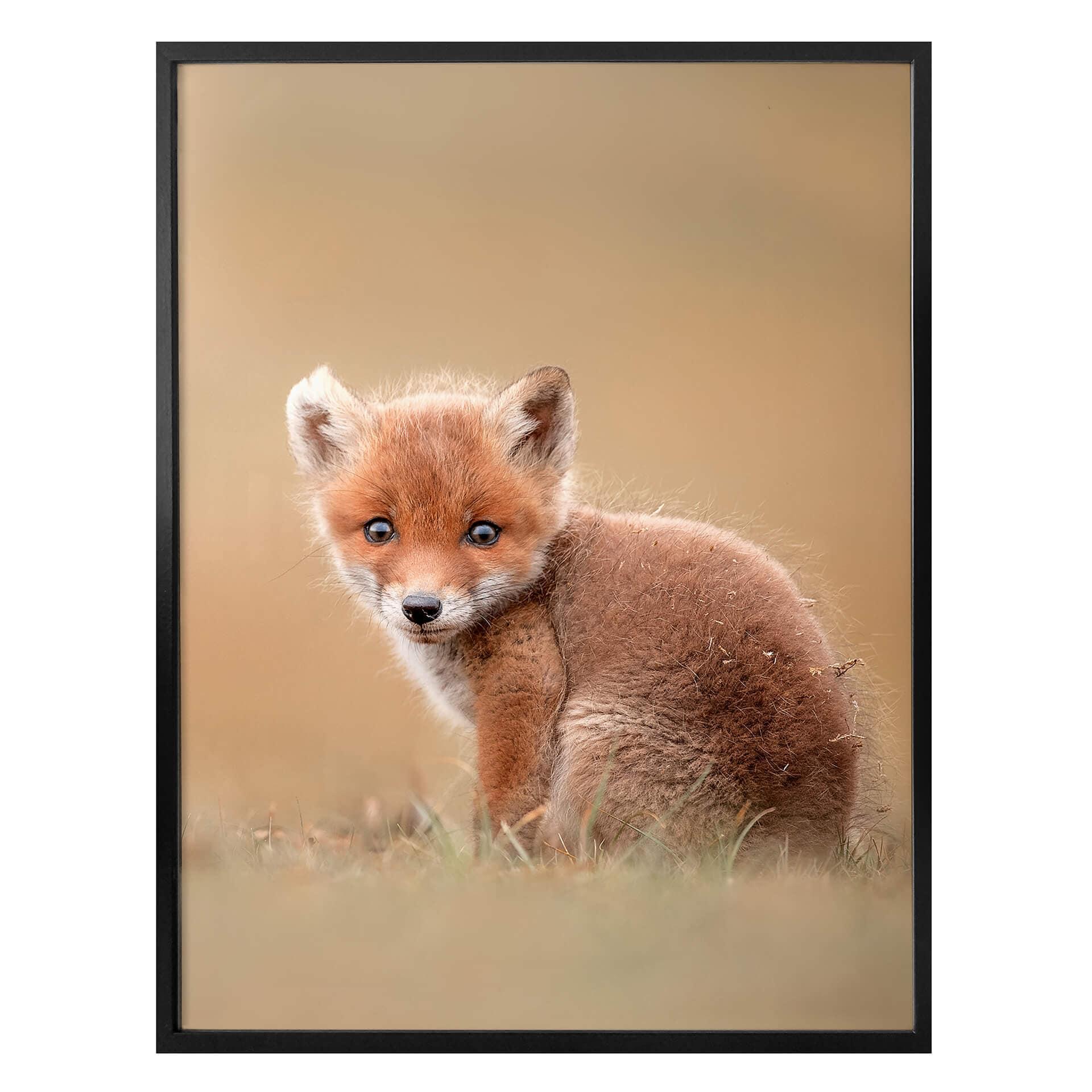 Plakat - van Duijn - Baby fox