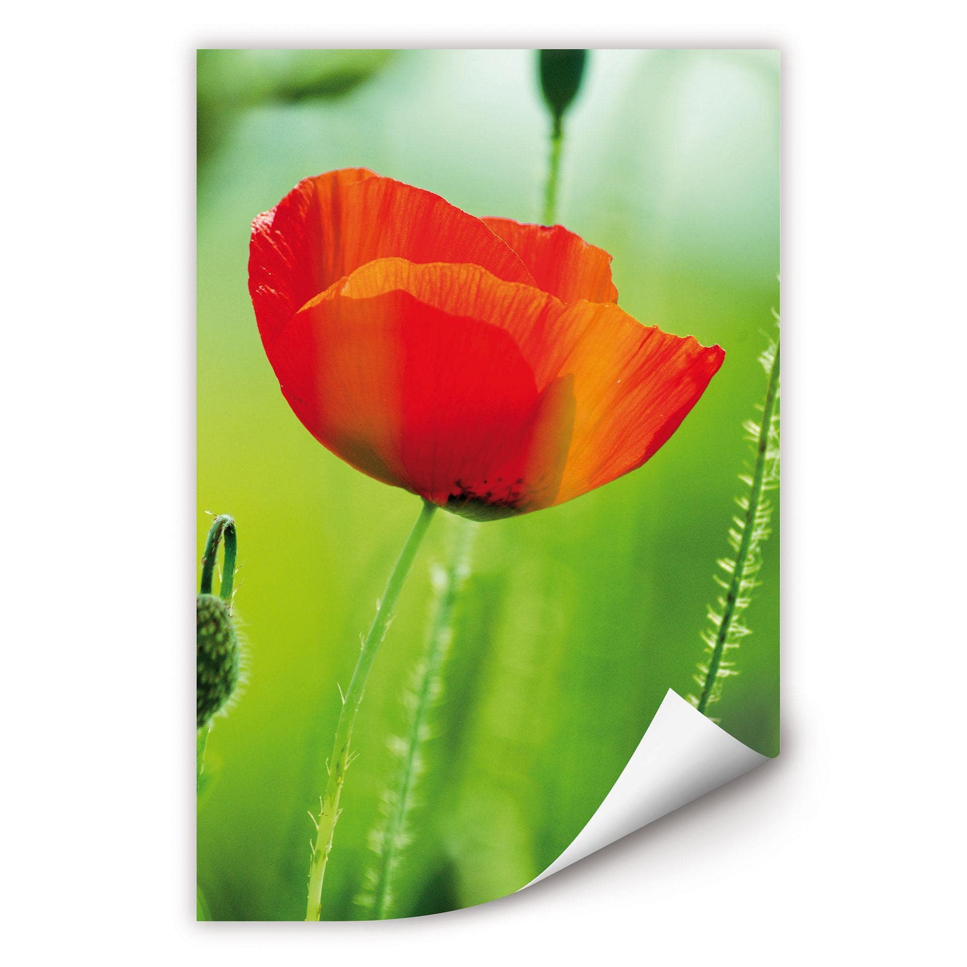 Poster autocollant - W - Coquelicot