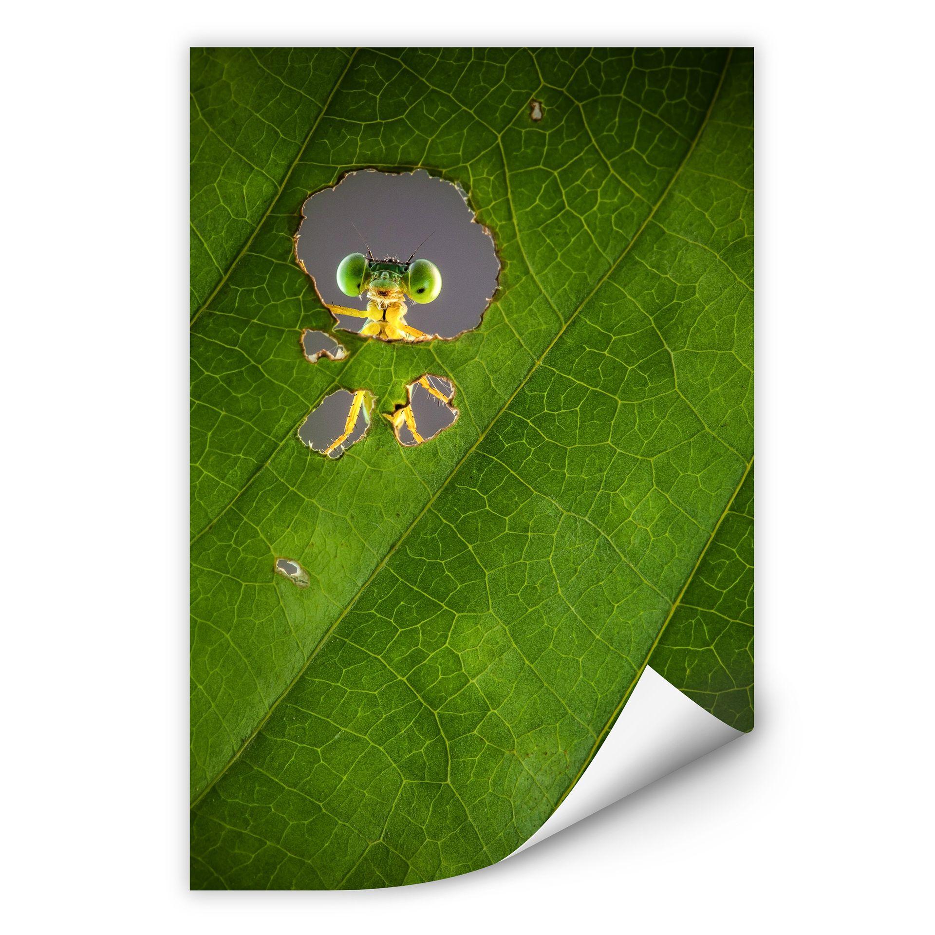Muurprint Wilianto - Hello little Friend