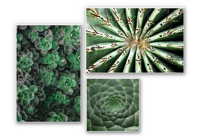 Wanddecoratie Vetplanten (set van 3)
