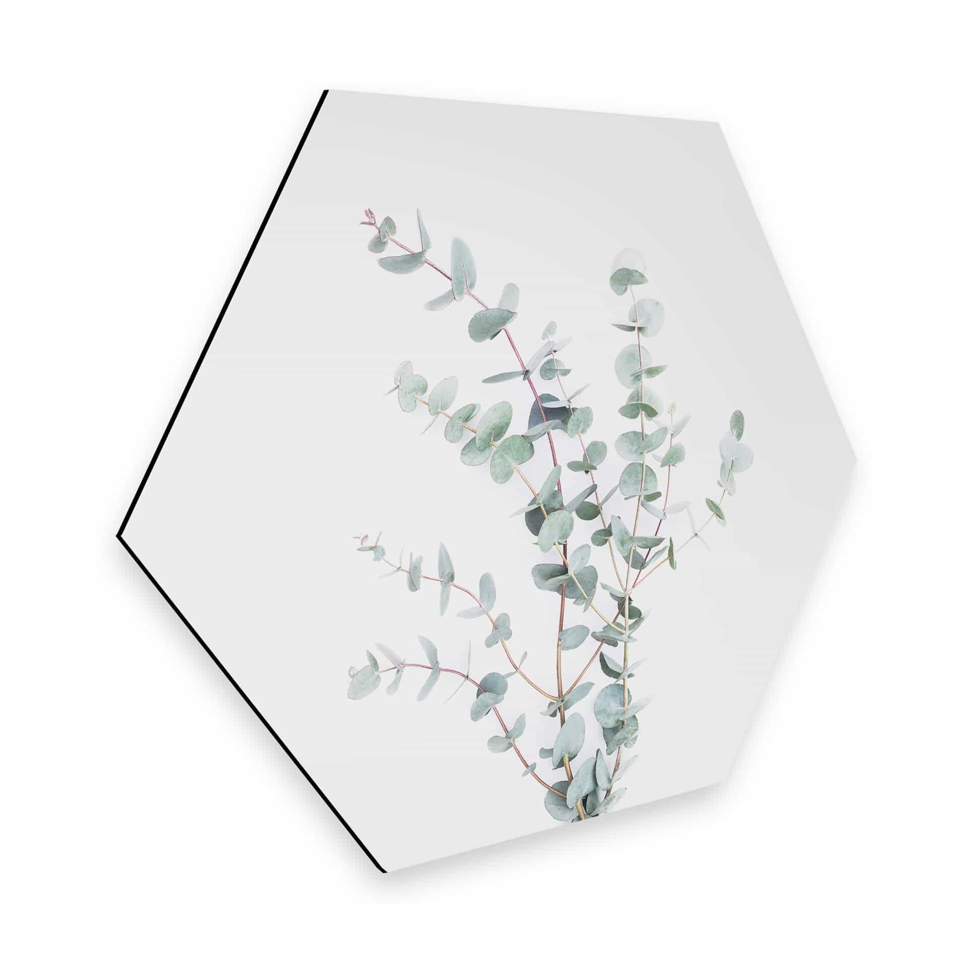 Hexagone - Alu-Dibond Sisi & Seb - Branche d'Eucalyptus