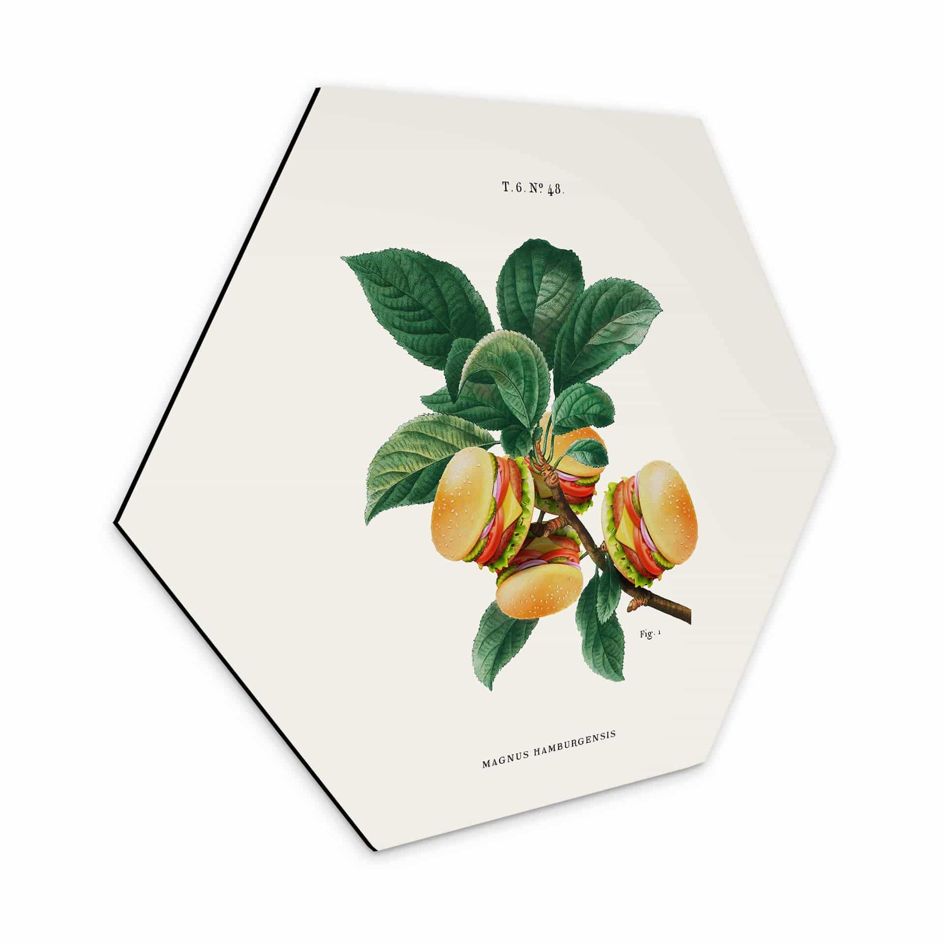 Hexagone - alu-Dibond Loose - Plante à hamburger