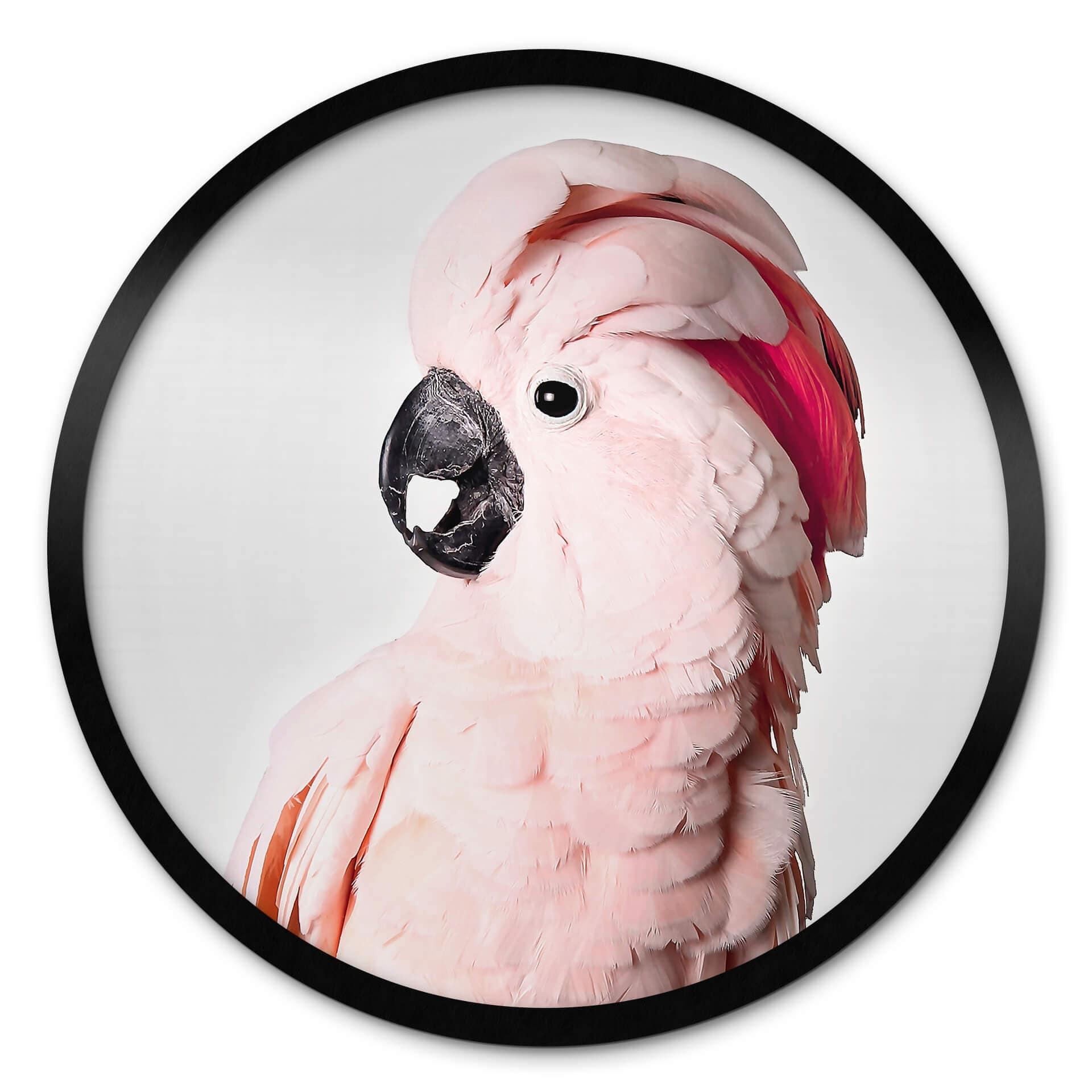 Póster Sisi & Seb - Cacatúa rosa - Redondo