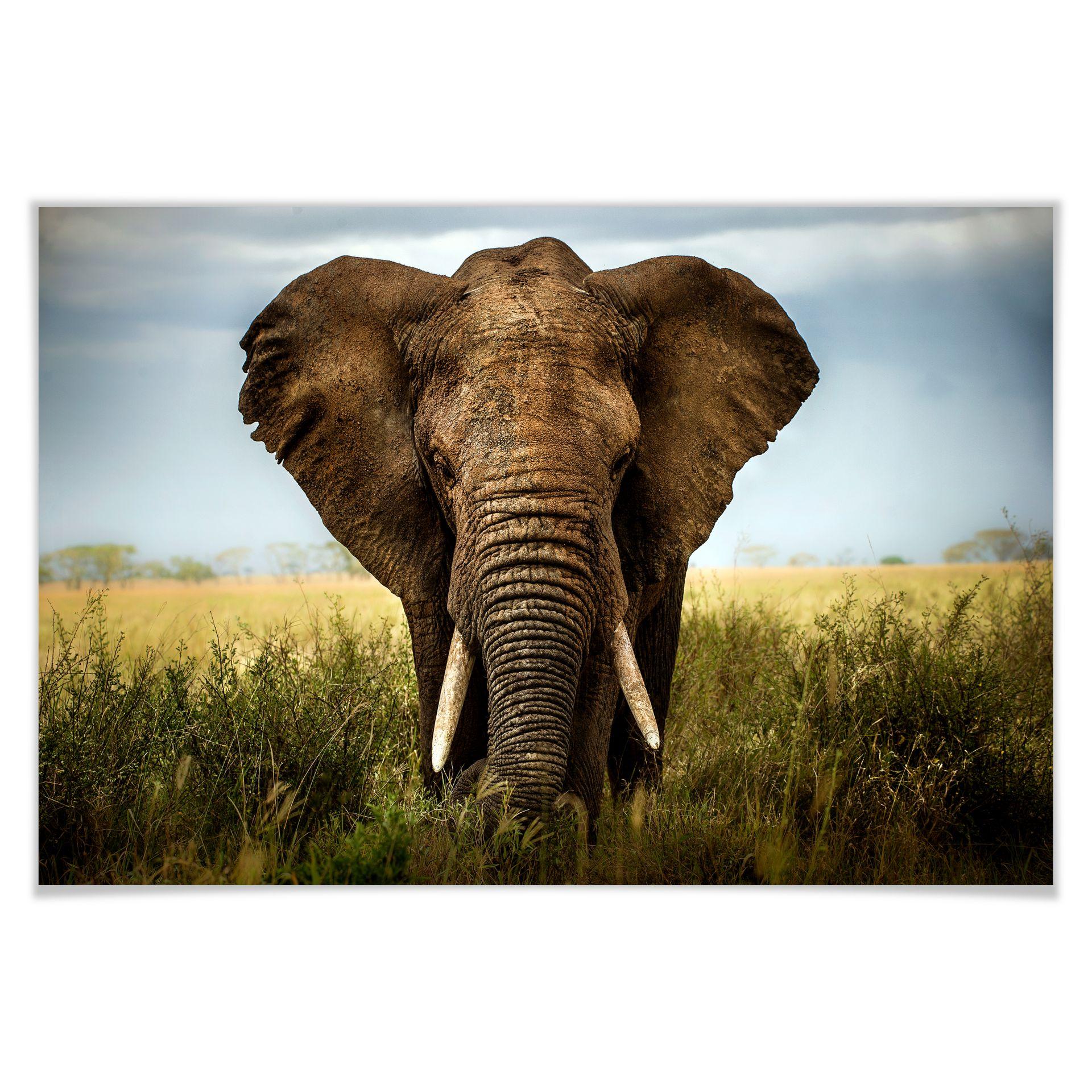 Poster - Ghizzi Panizza - Rencontres dans la savane