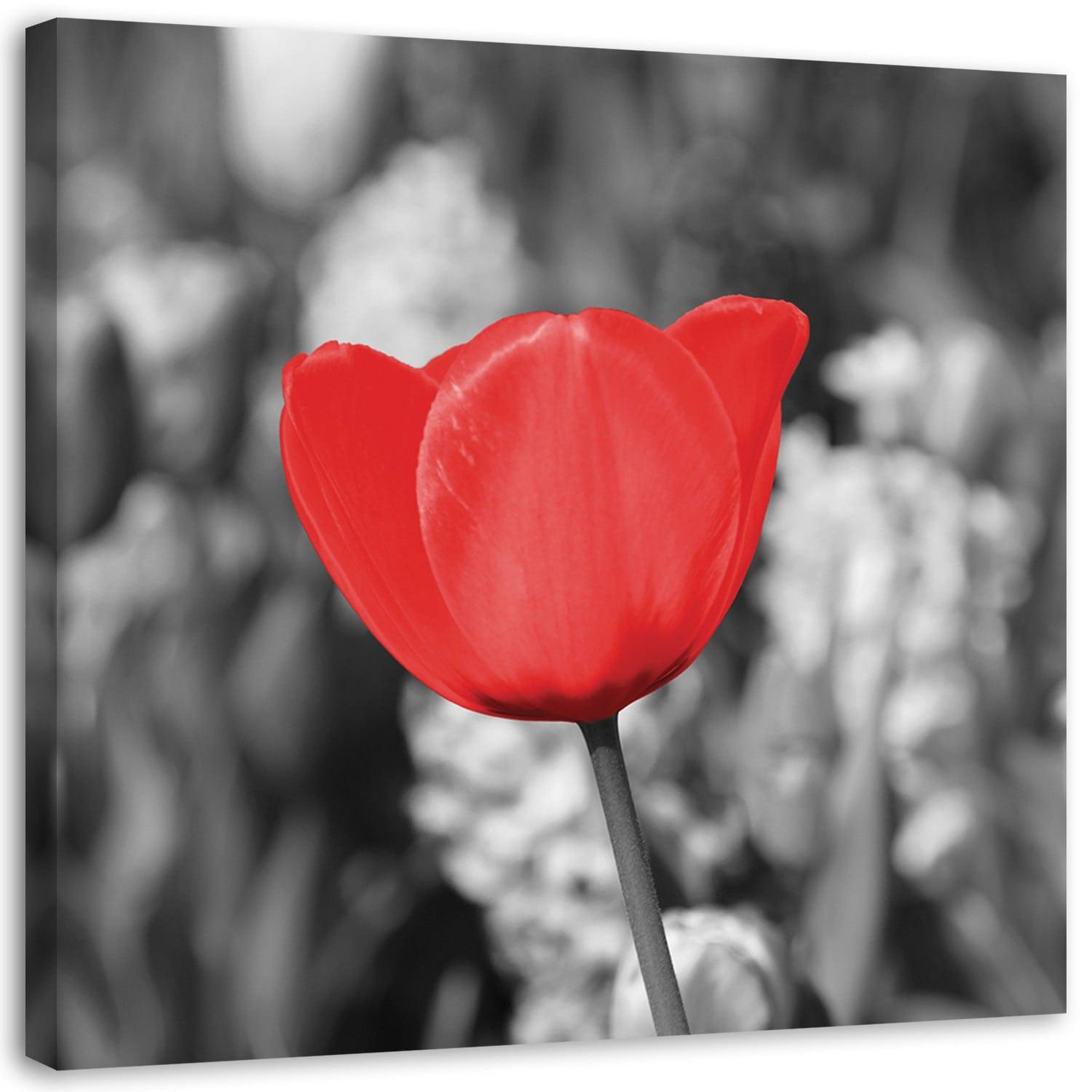 Canvasbillede, Røde tulipaner på en eng
