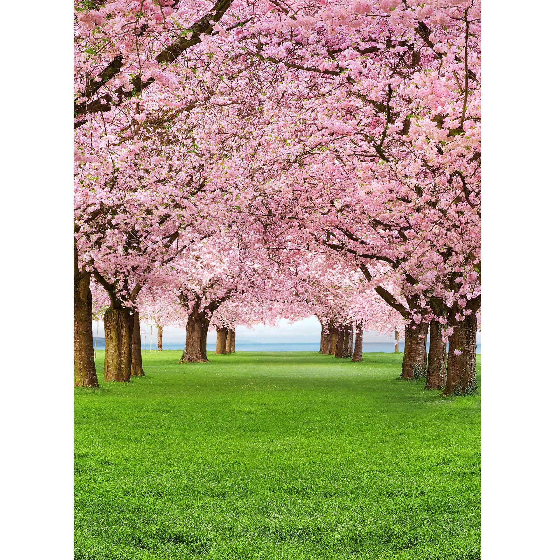 Fototapete Papiertapete Cherry Trees - 183x254 cm