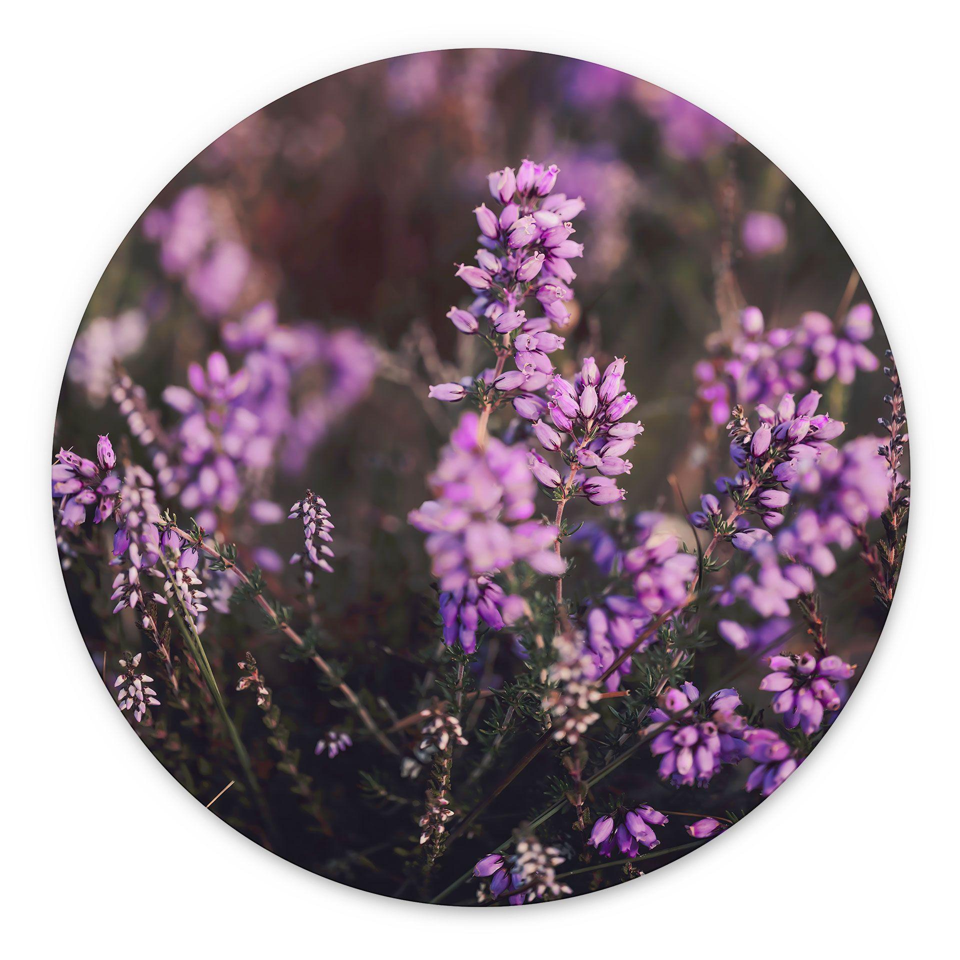 Billede af lilla lyngblomst i varmt lys - Annie - rund – print på aluminium (Alu-Dibond)