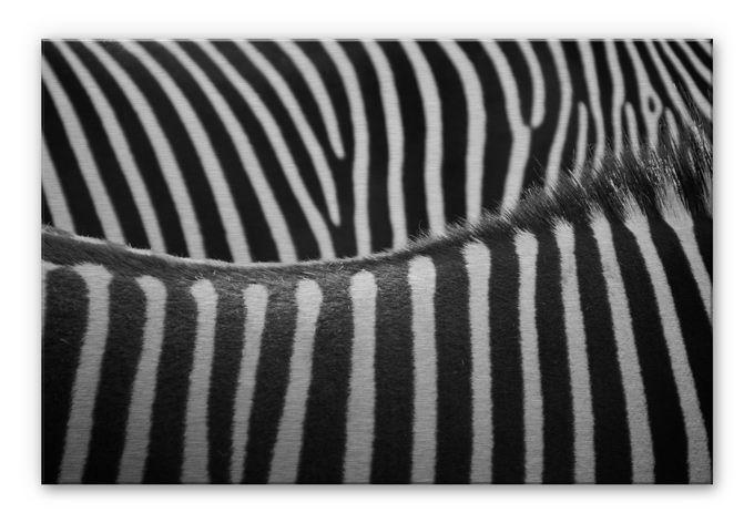 Zebra print på aluminium – print på aluminium (Alu-Dibond)