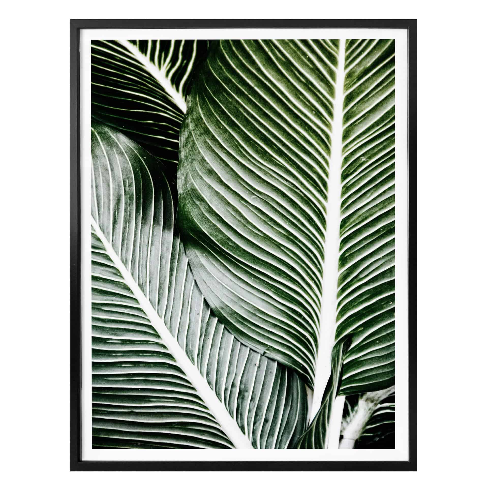 Affiche feuilles de palmier