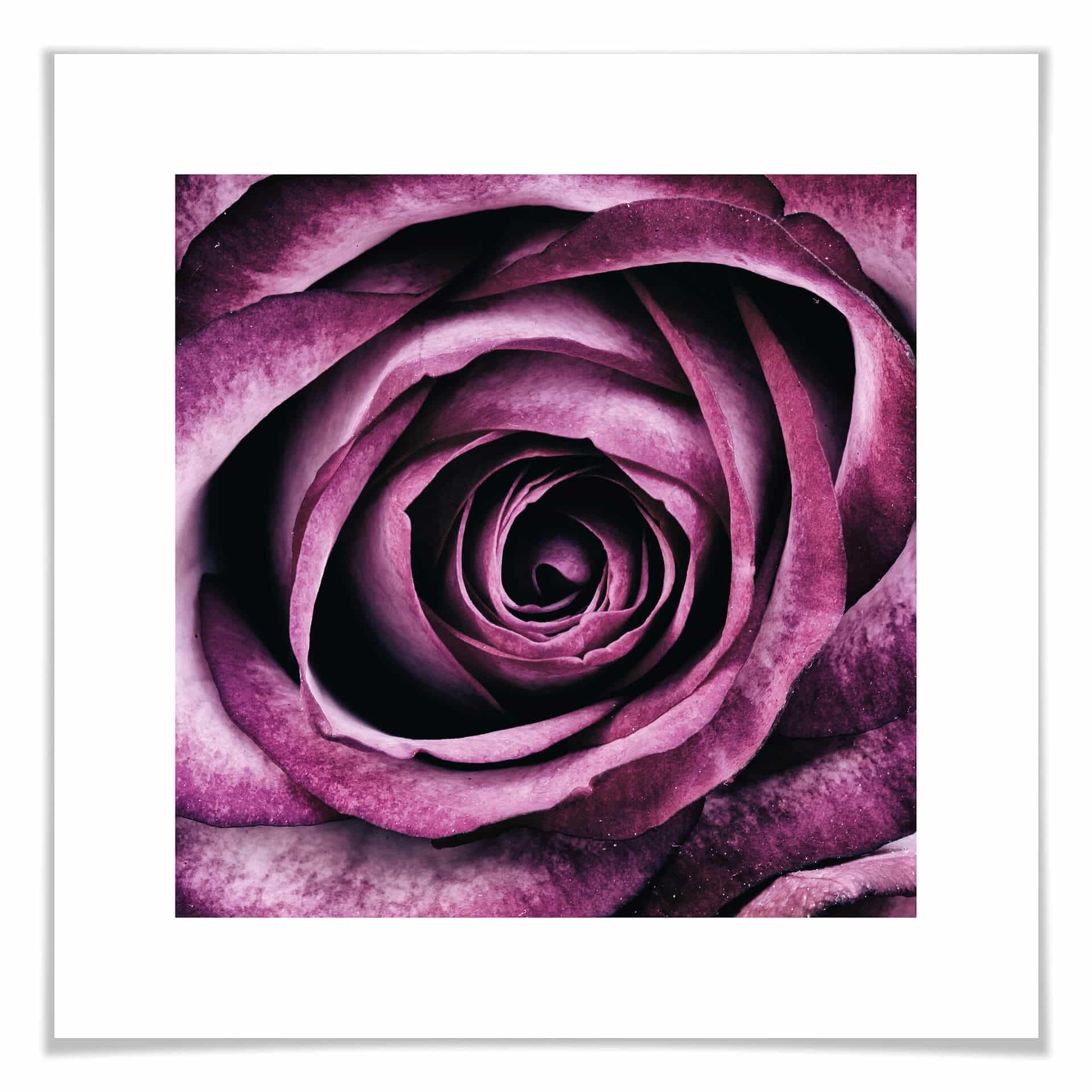 Plakat - Violet rose