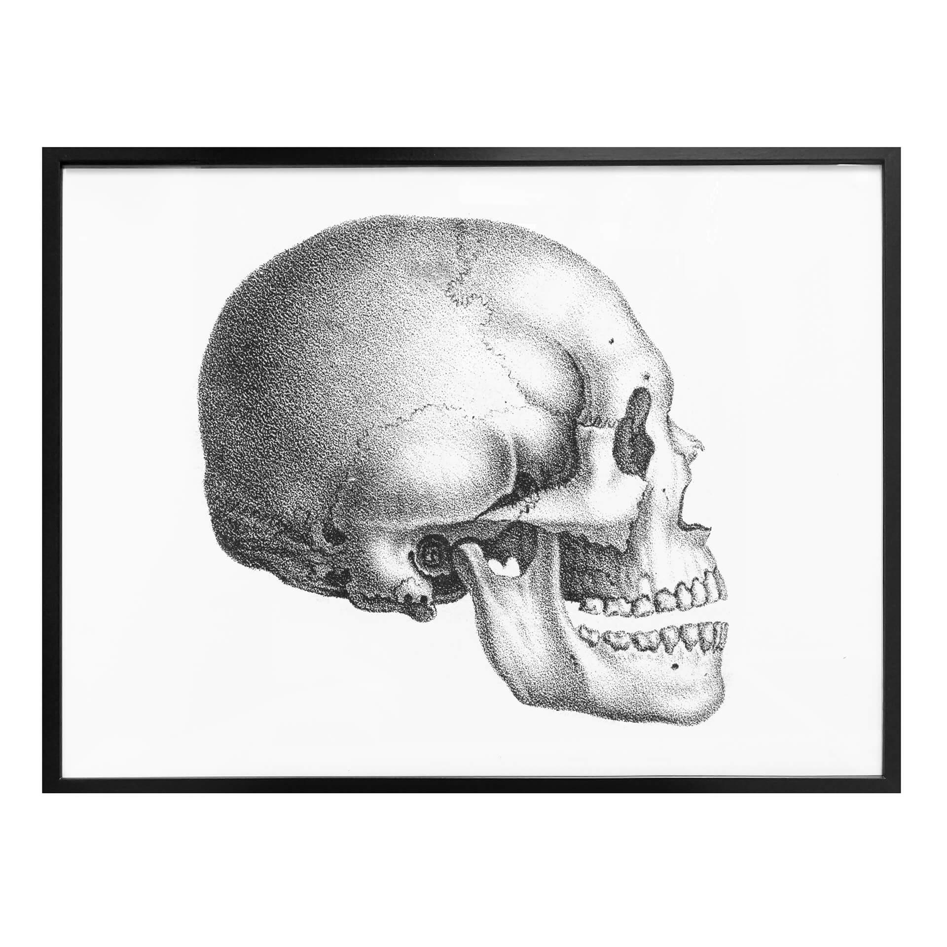 Póster Calavera 01