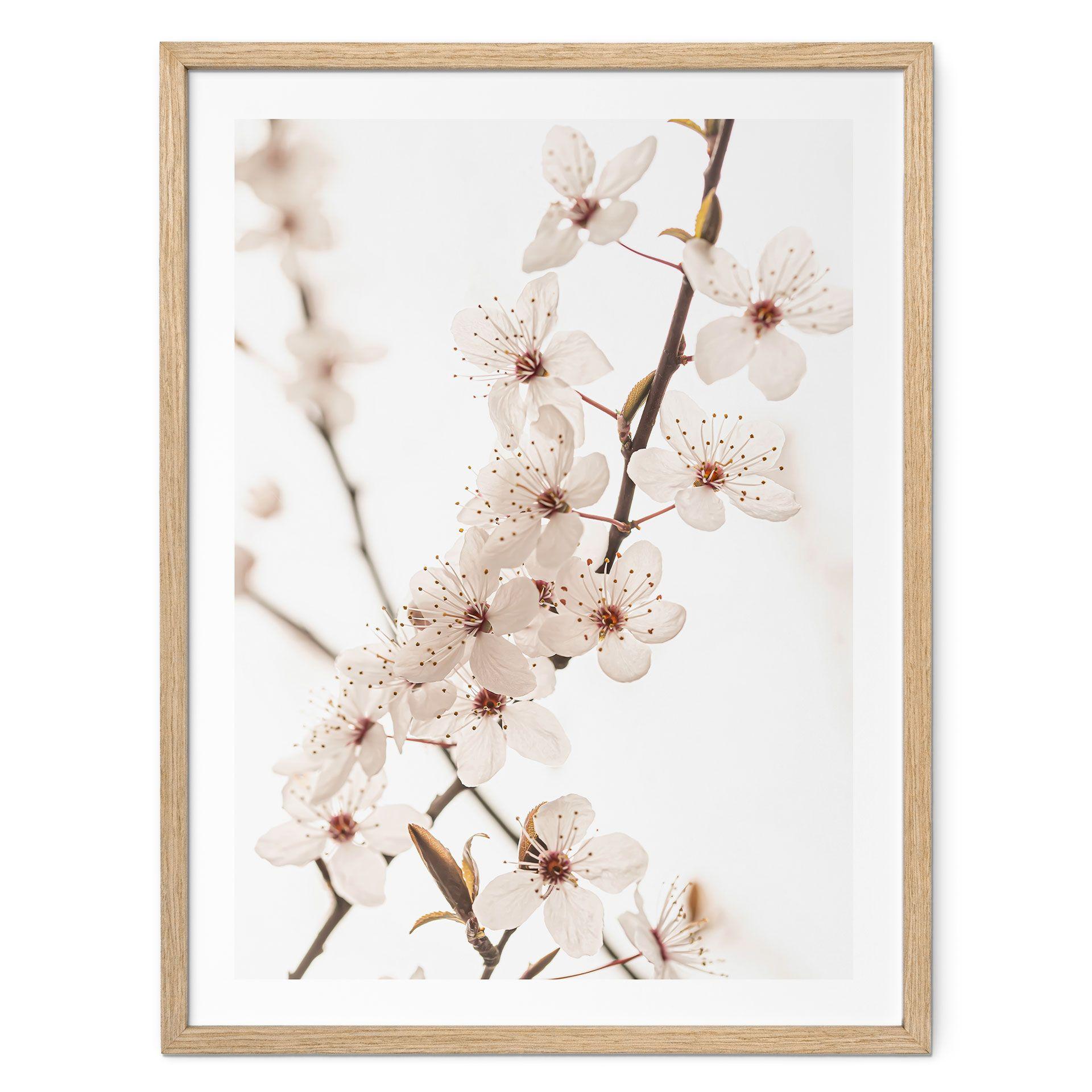 Póster rama con cerezos blancos en flor - Sisi & Seb