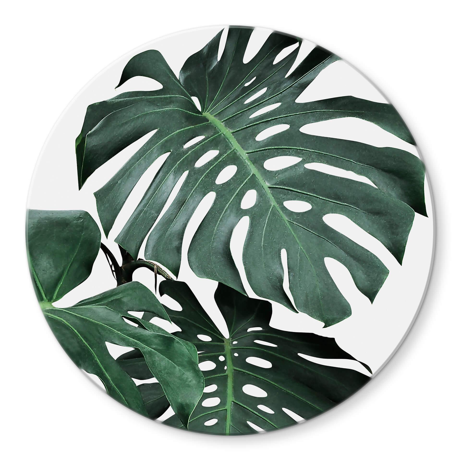 Glasschilderij Rond Sisi & Seb - Monstera