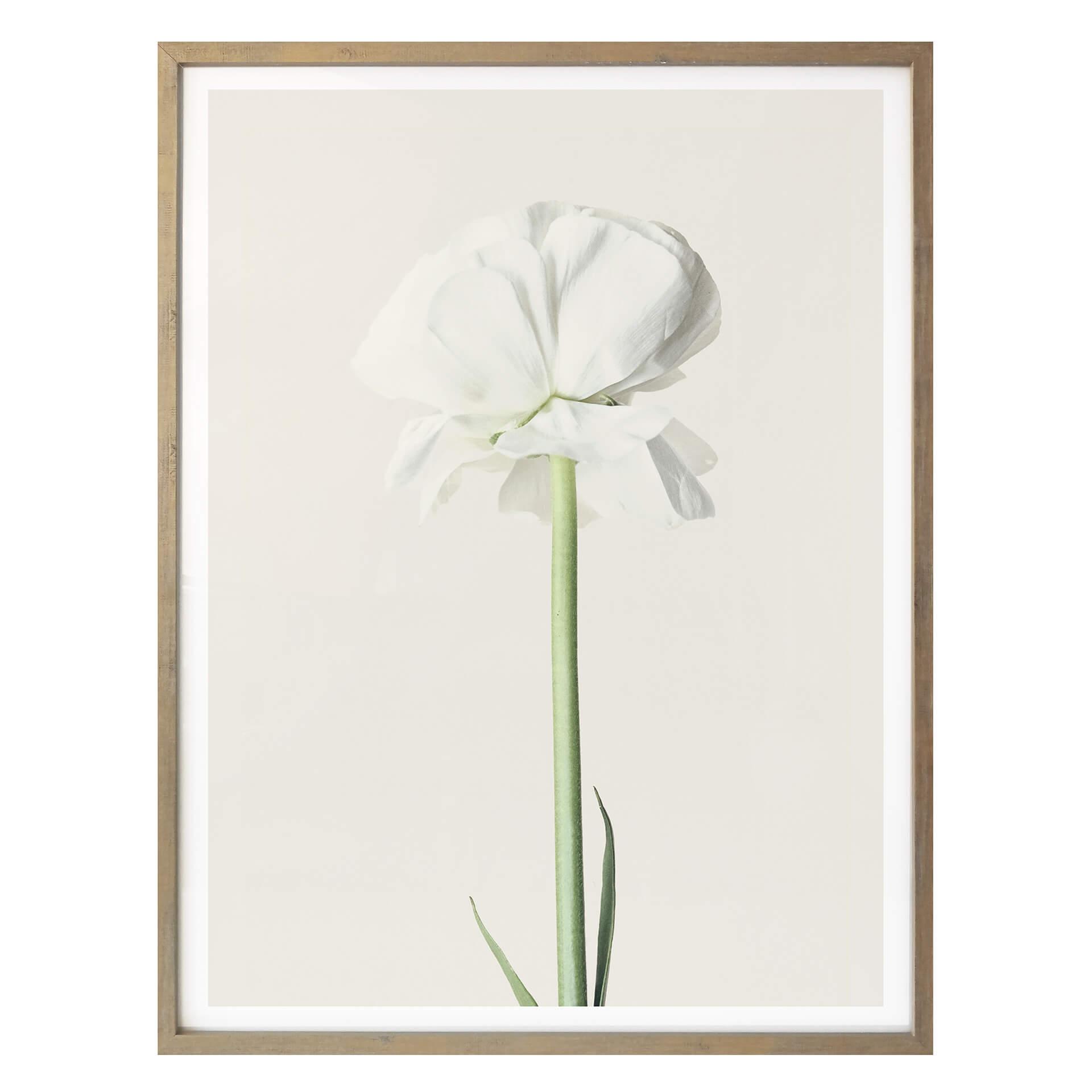 Plakat - Ranunkel 03