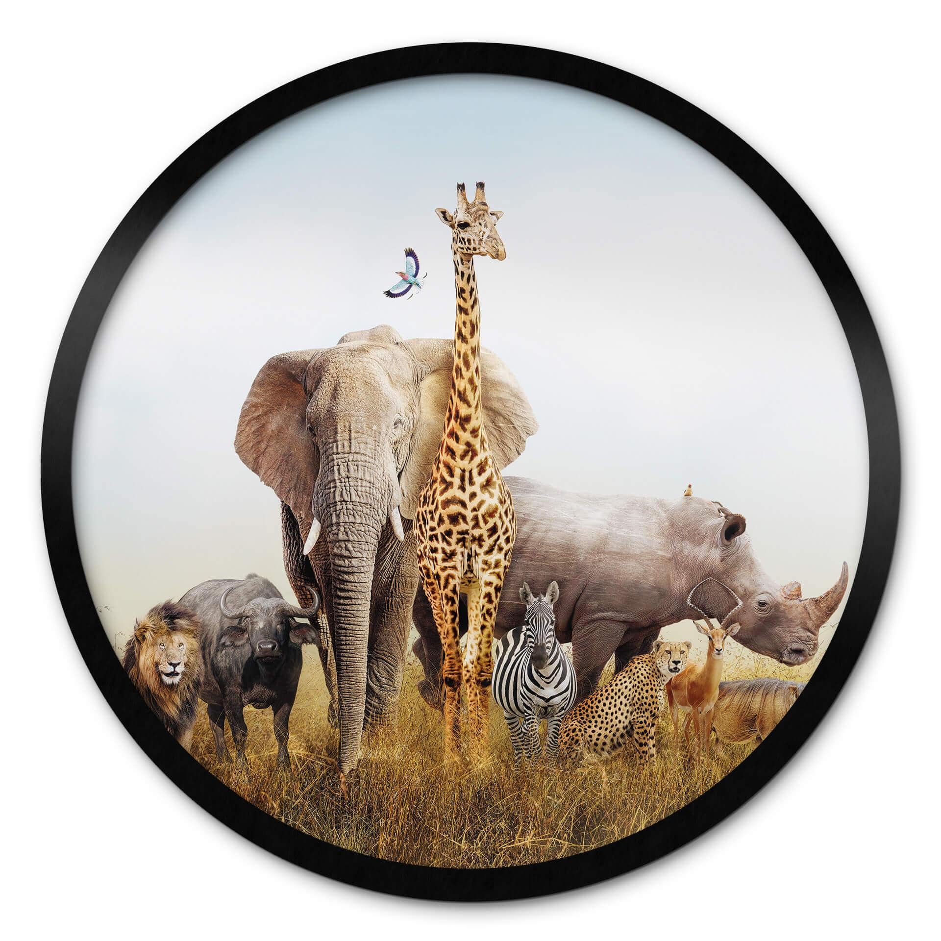 Poster rond Animaux africains