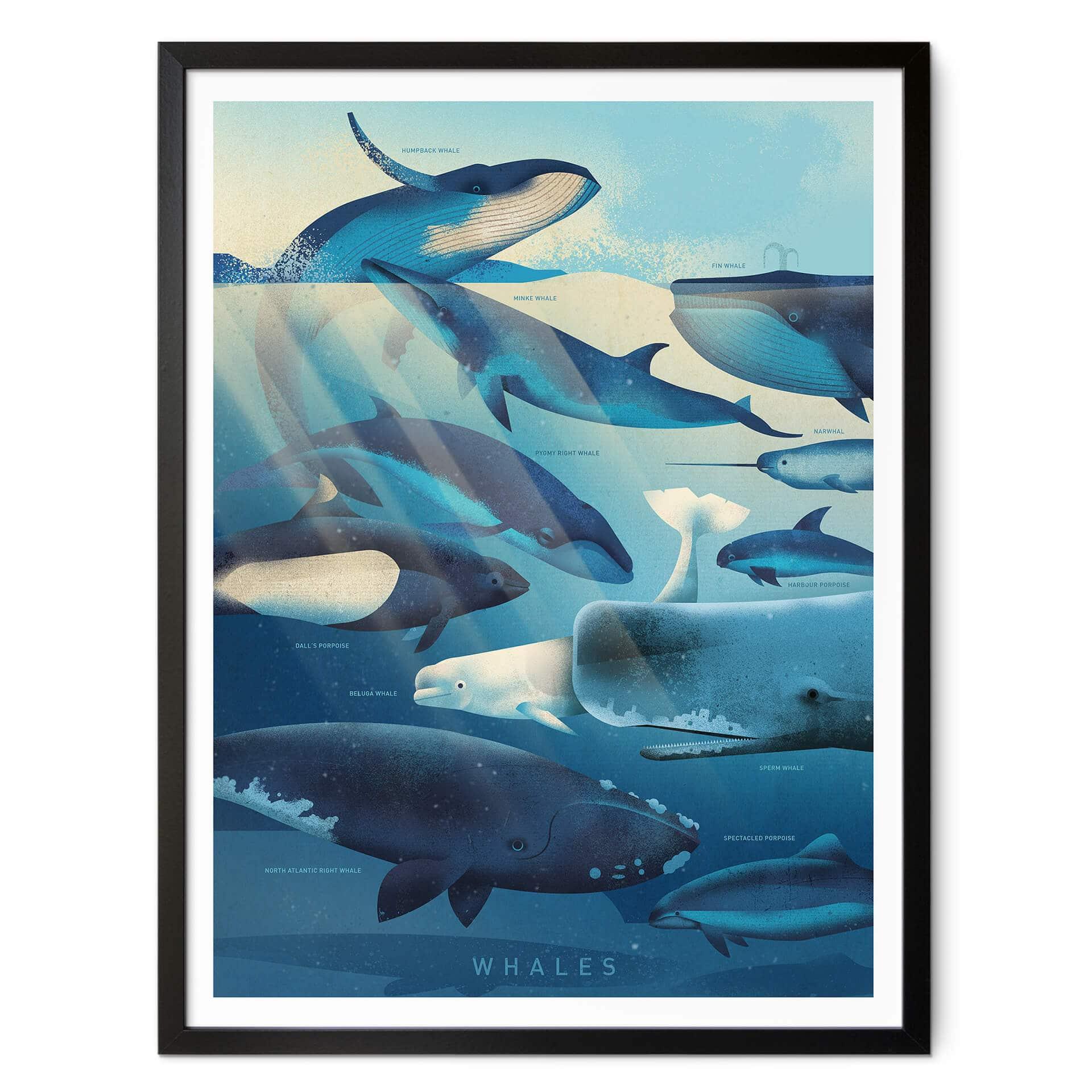 Póster Marrón - Ballenas