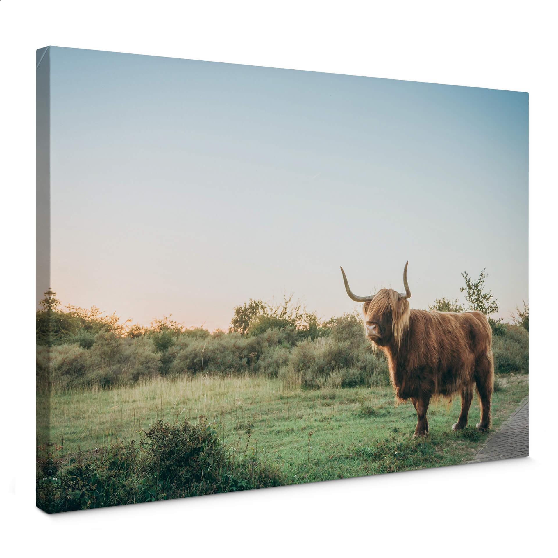Cuadro lienzo Vaca Highland 01