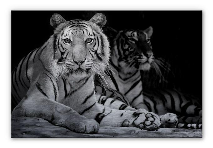 Tableau en alu-Dibond Deux tigres du Bengale Noir & Blanc