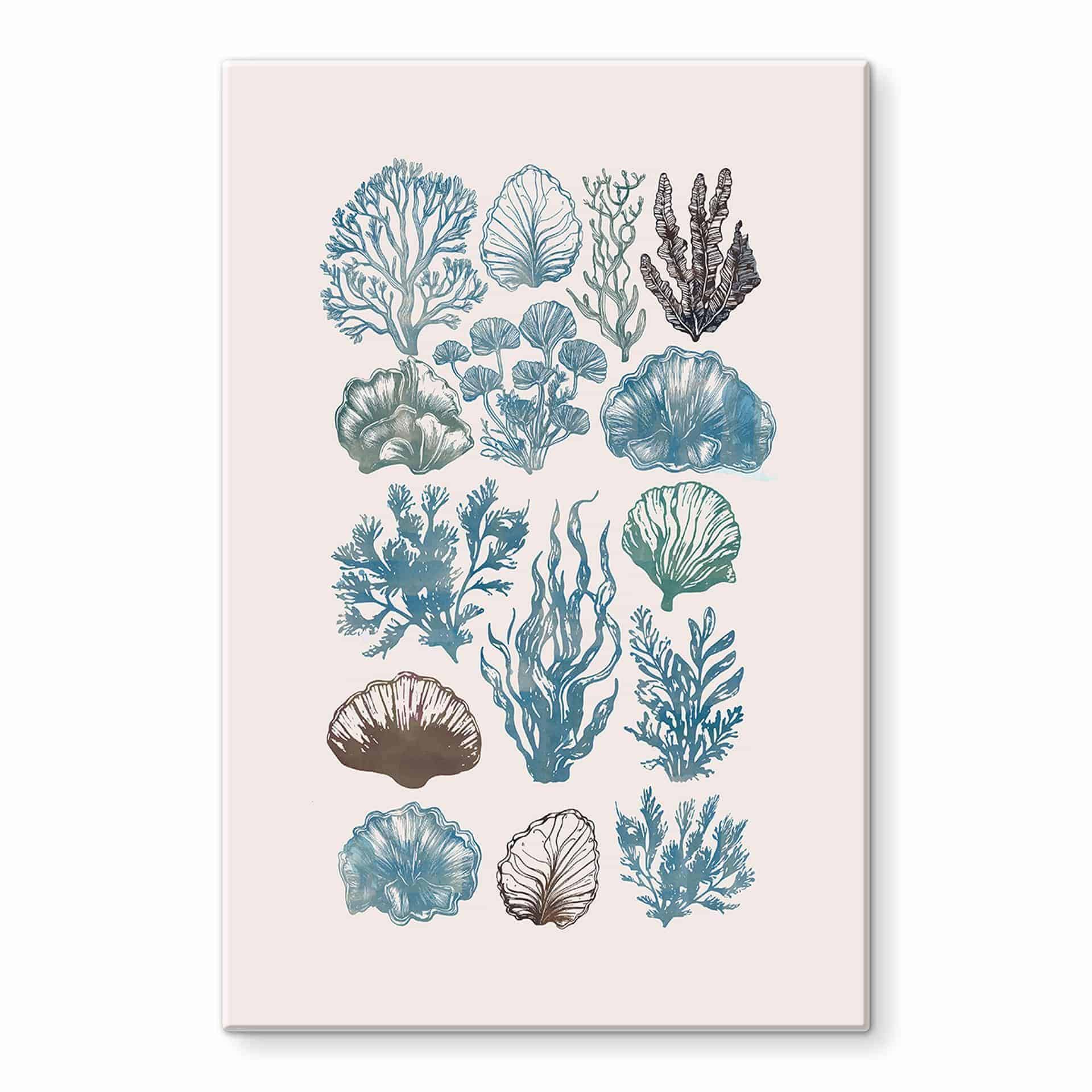Glasbillede - Filigran alger og skaller | Maritim illustration - casa cartissi