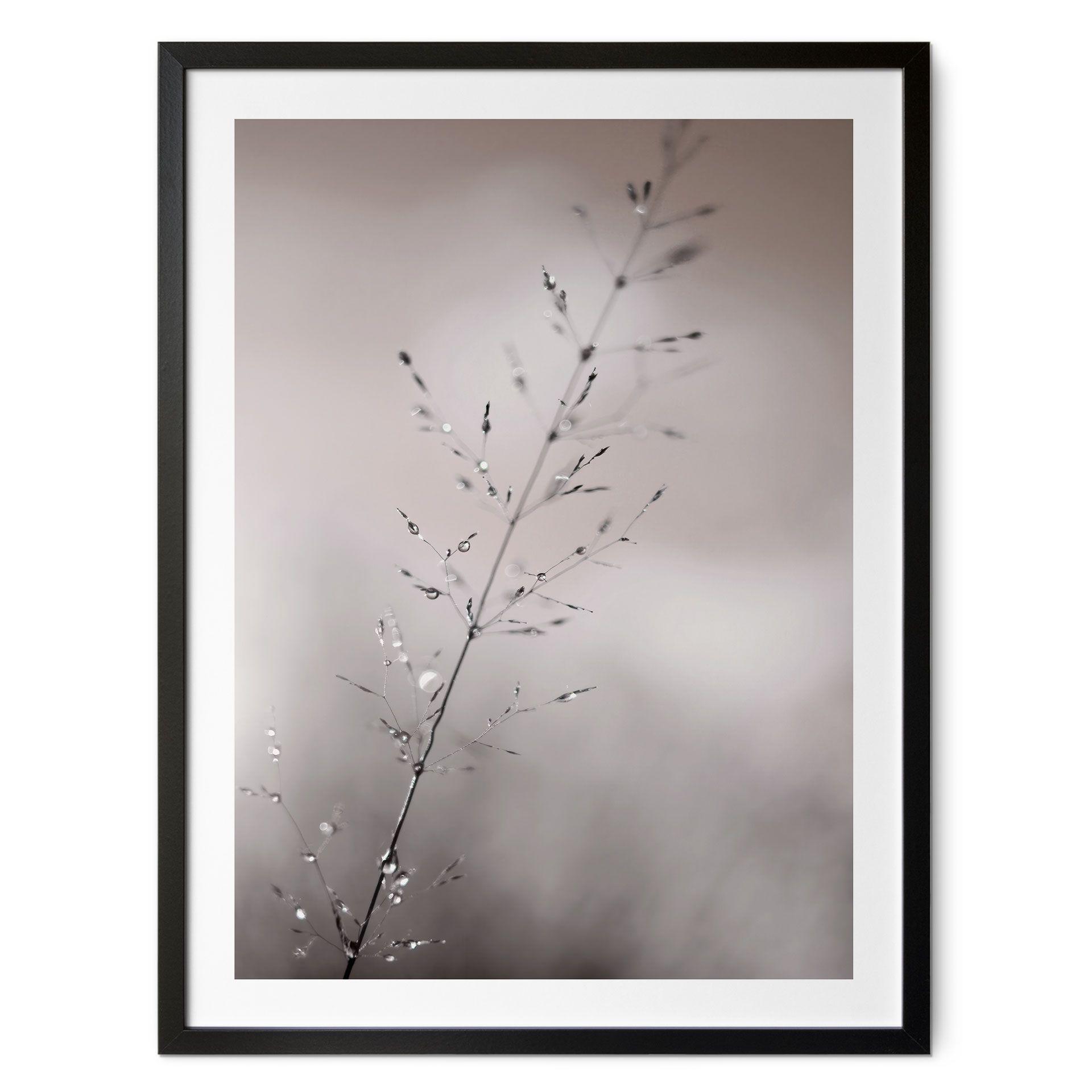 Póster con motivo de naturaleza - Brizna de hierba con gotas de rocío - Sillen