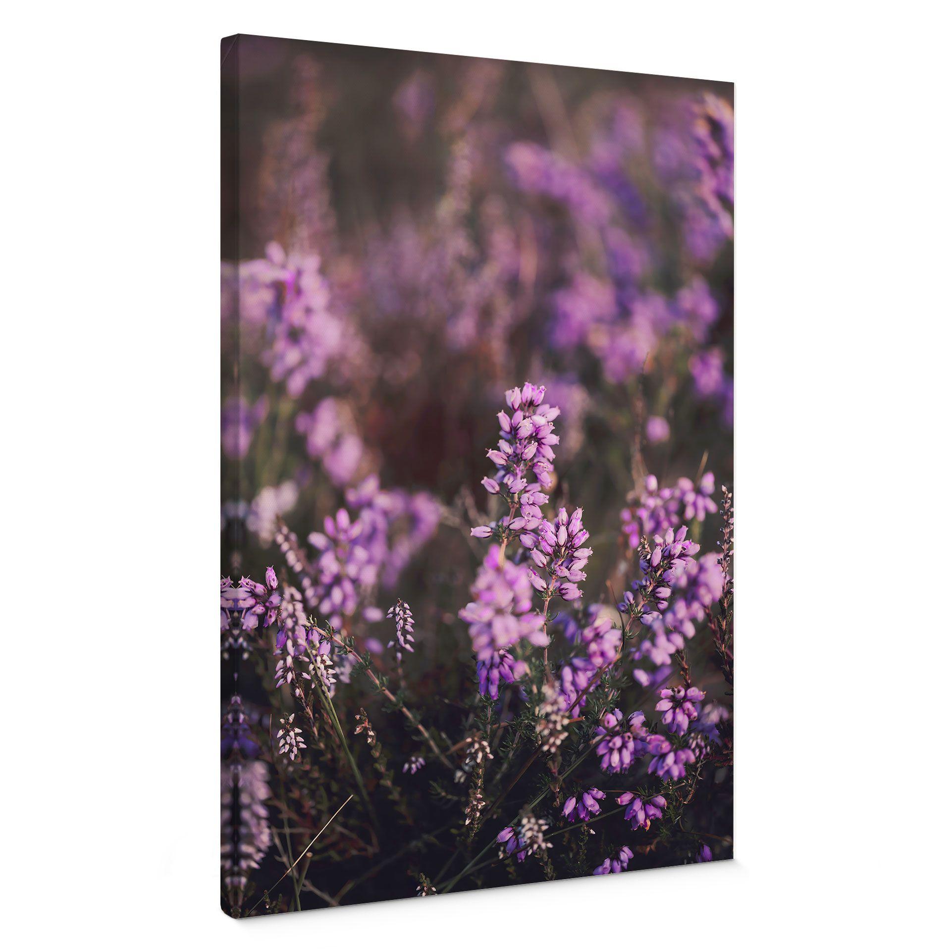 Canvasbillede lilla lyngblomst i varmt lys - Annie