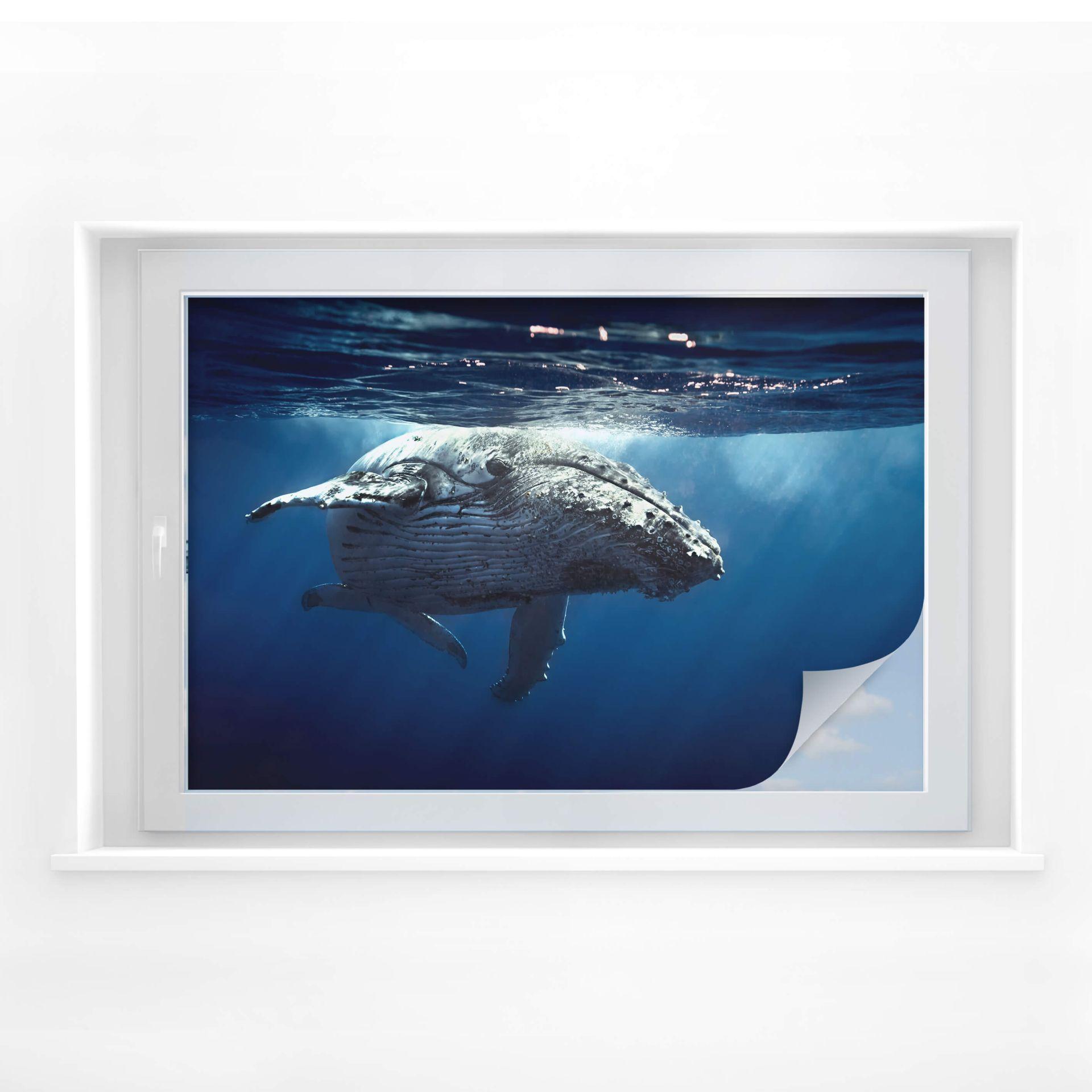 Privacidad filma una ballena jorobada en una inmersión