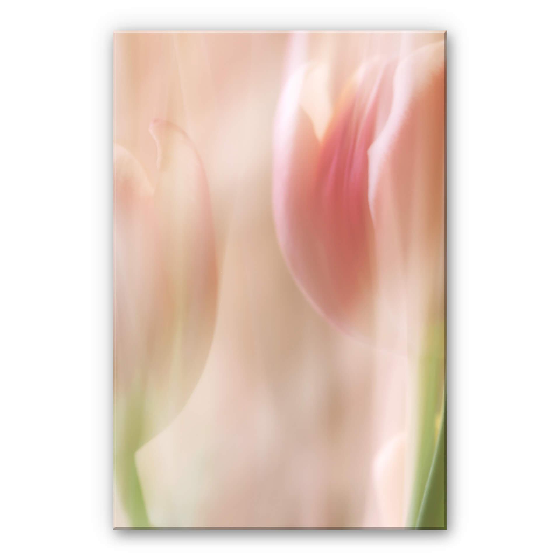 Akrylbillede Westum - Sky tulipaner